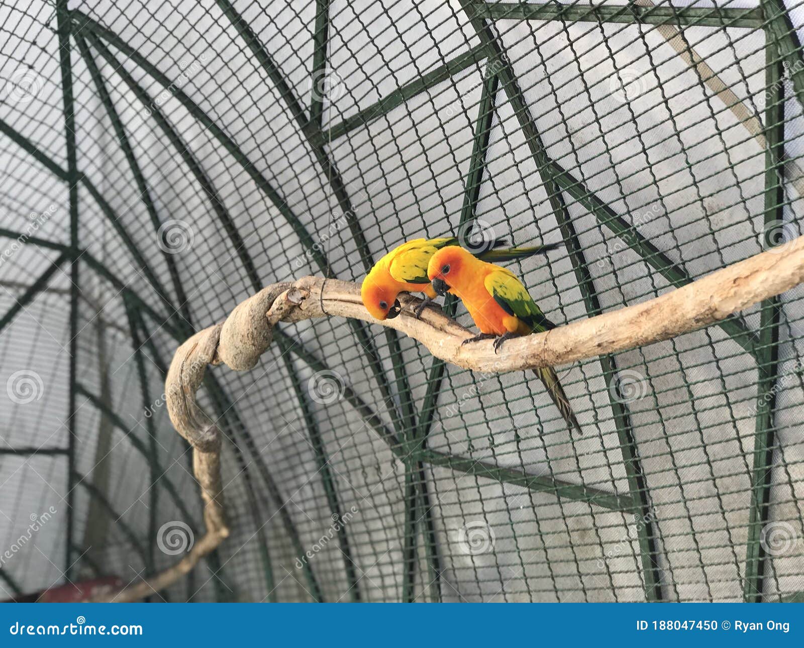 Bird inside the cage stock photo. Image of furry, enjoyment 188047450