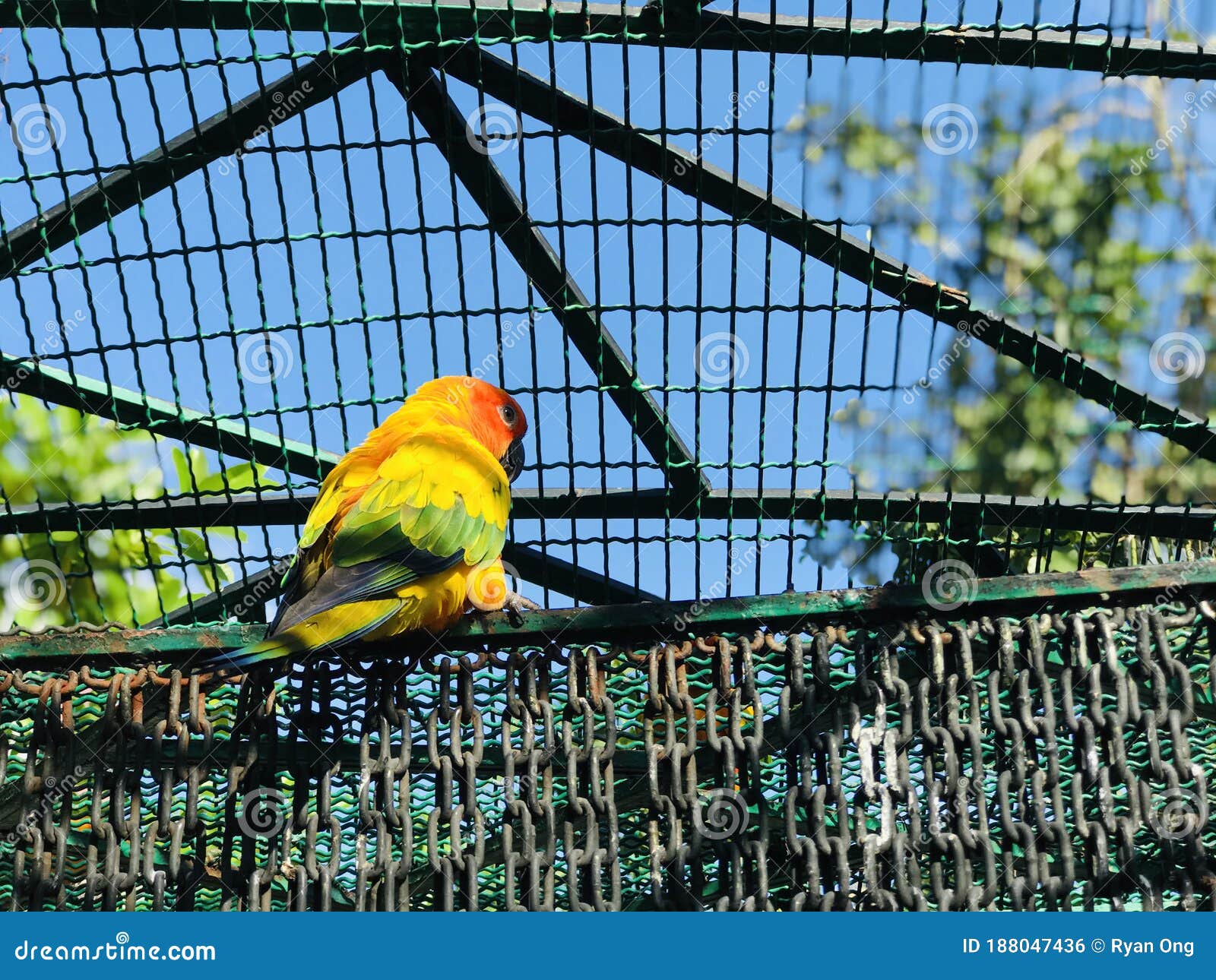 Bird inside the cage stock photo. Image of cage, fluffy 188047436