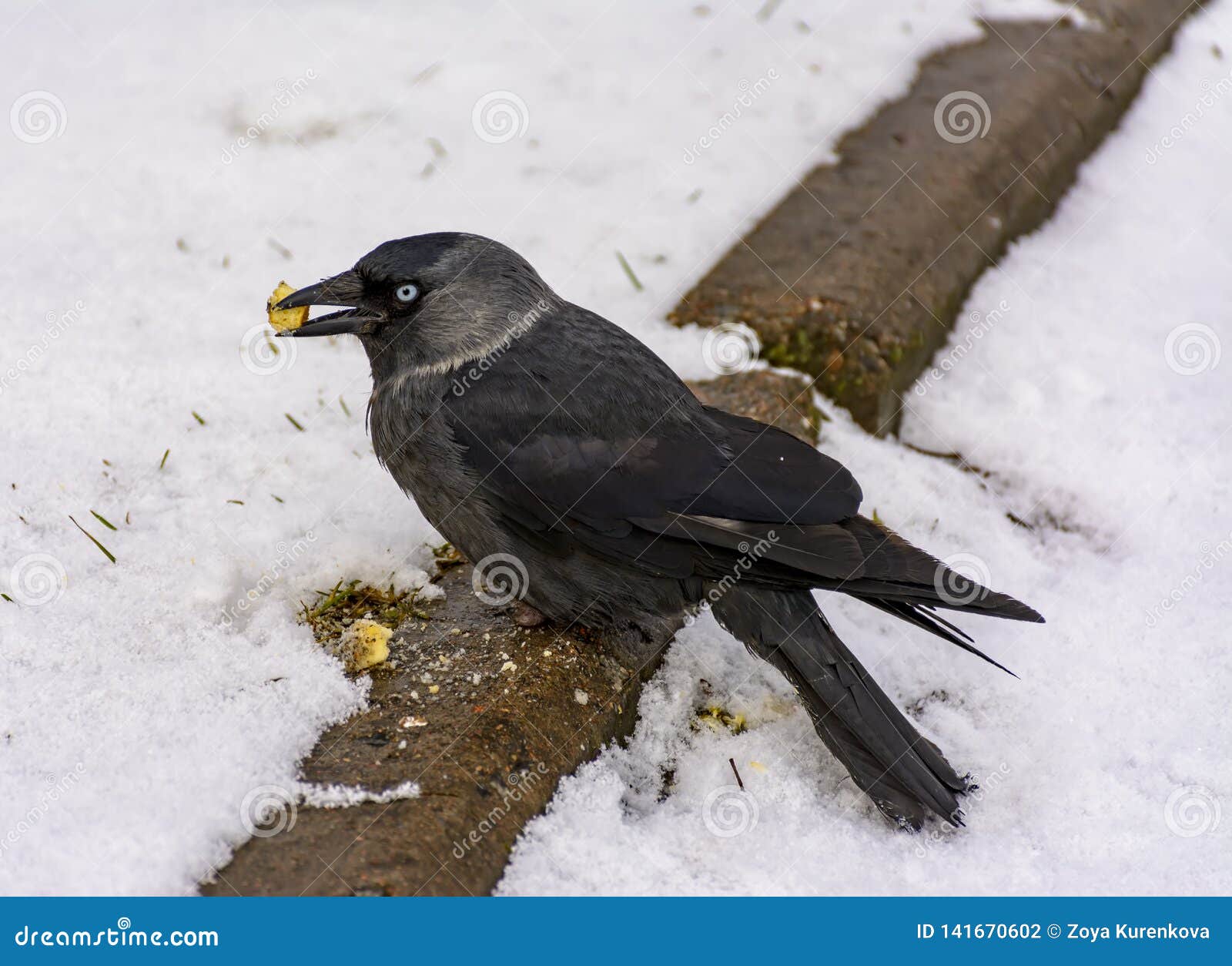 The Bird is a Jackdaw Eats Crackers Thrown on Her Lawn Stock Photo