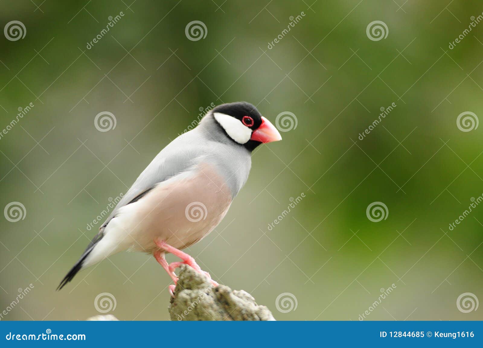 bird --- java sparrow