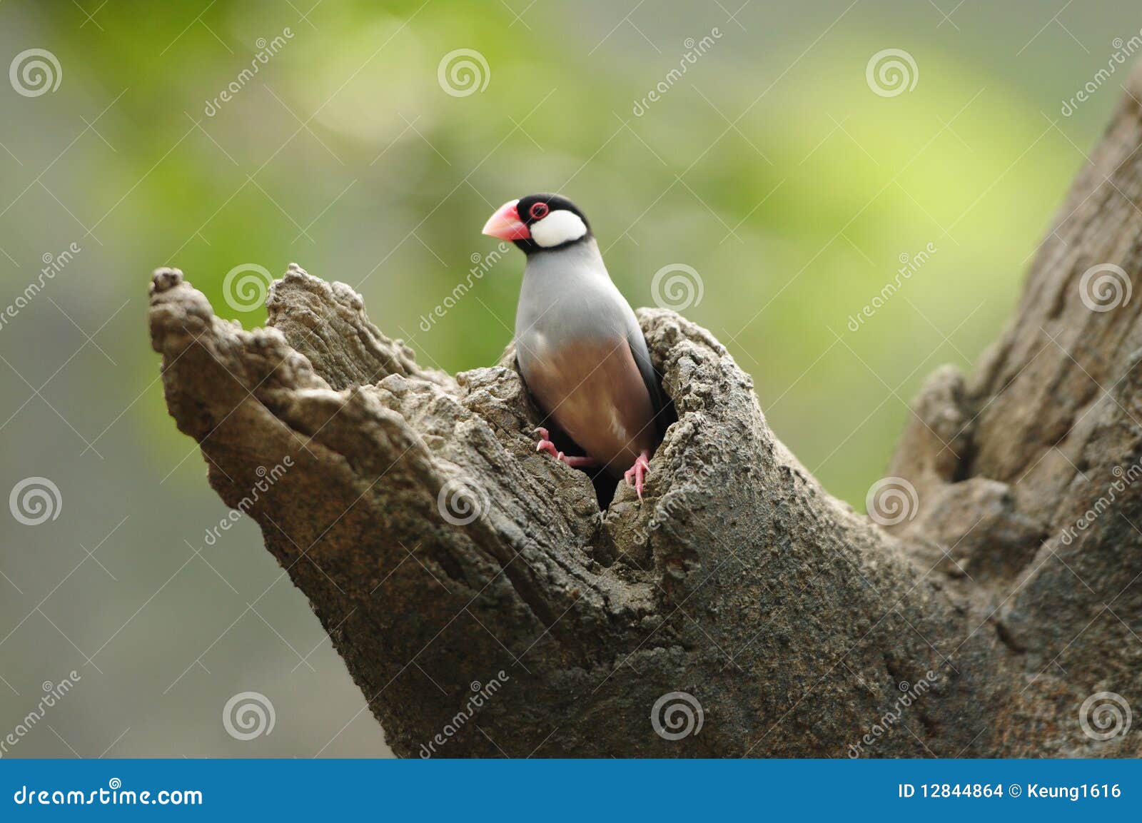 bird --- java sparrow
