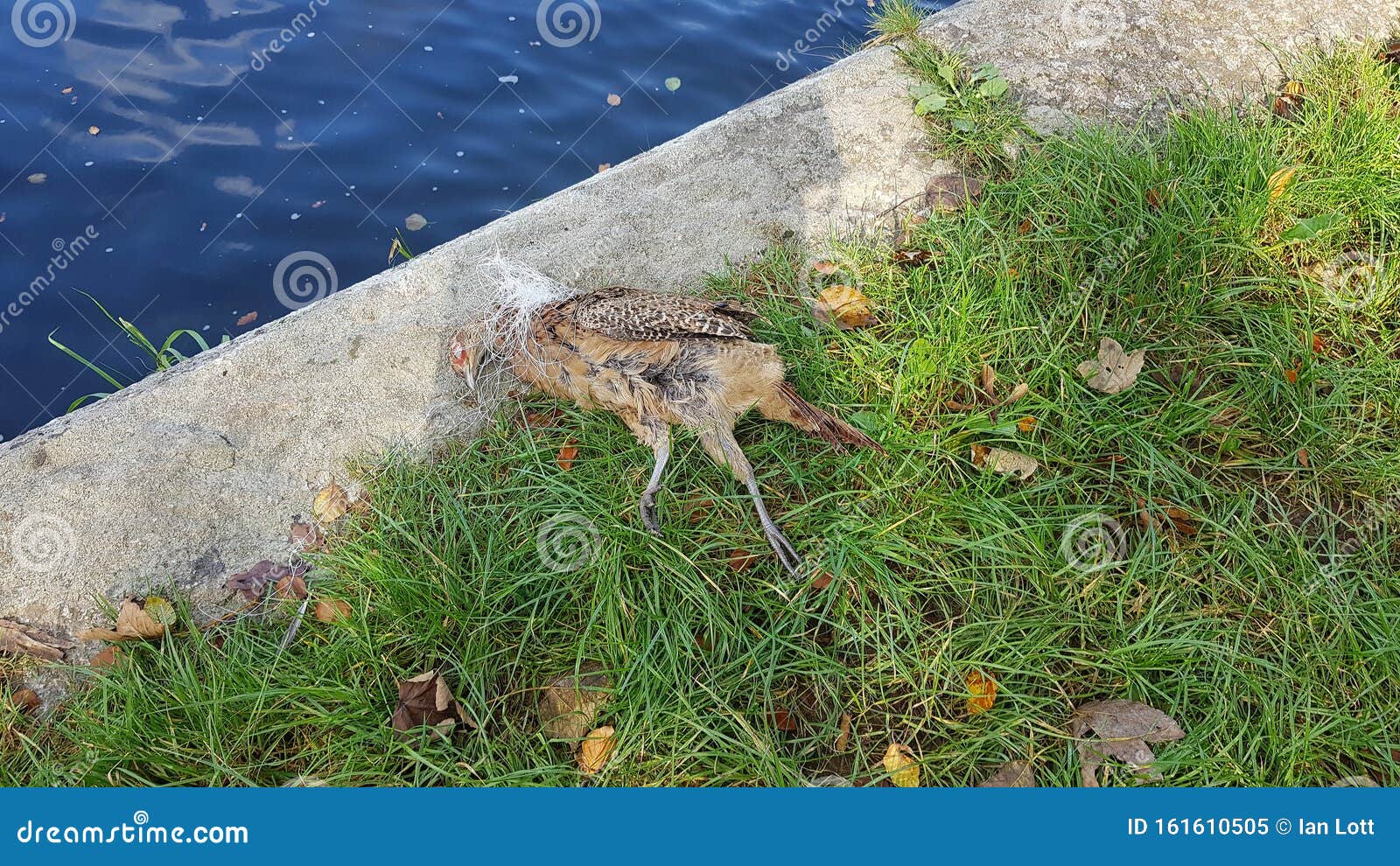 Bird Killed by Disused Fishing Line Stock Image - Image of killedbird,  wildlife: 161610505