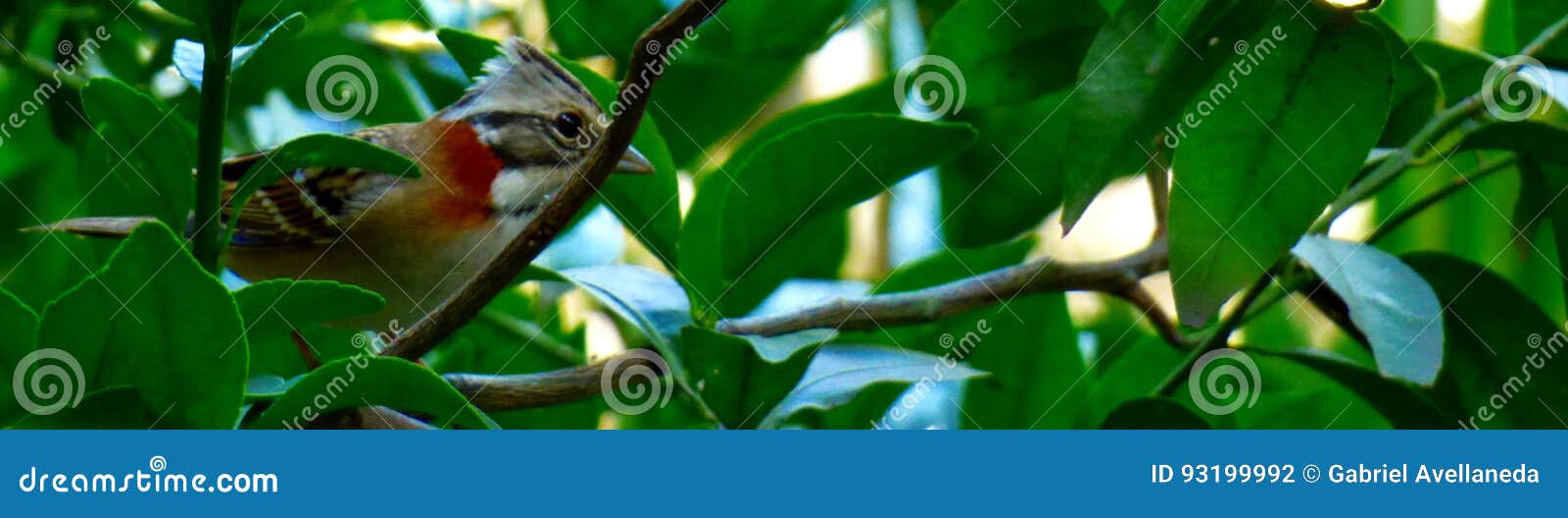 Bird among the Leaves of a Tree Branch. Stock Photo Image of clinging