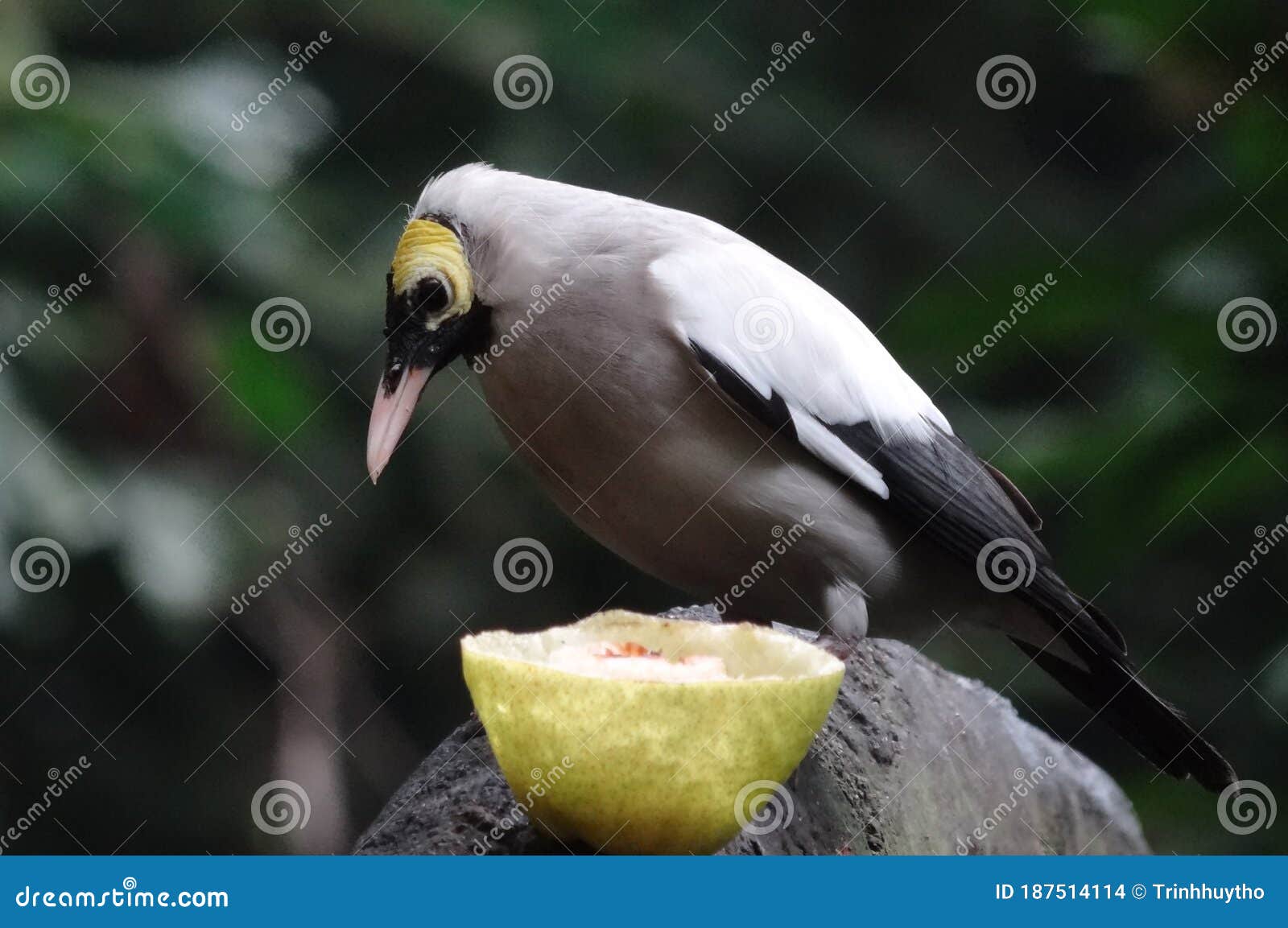 Bird in the daily life stock photo. Image of dart, flora - 187514114