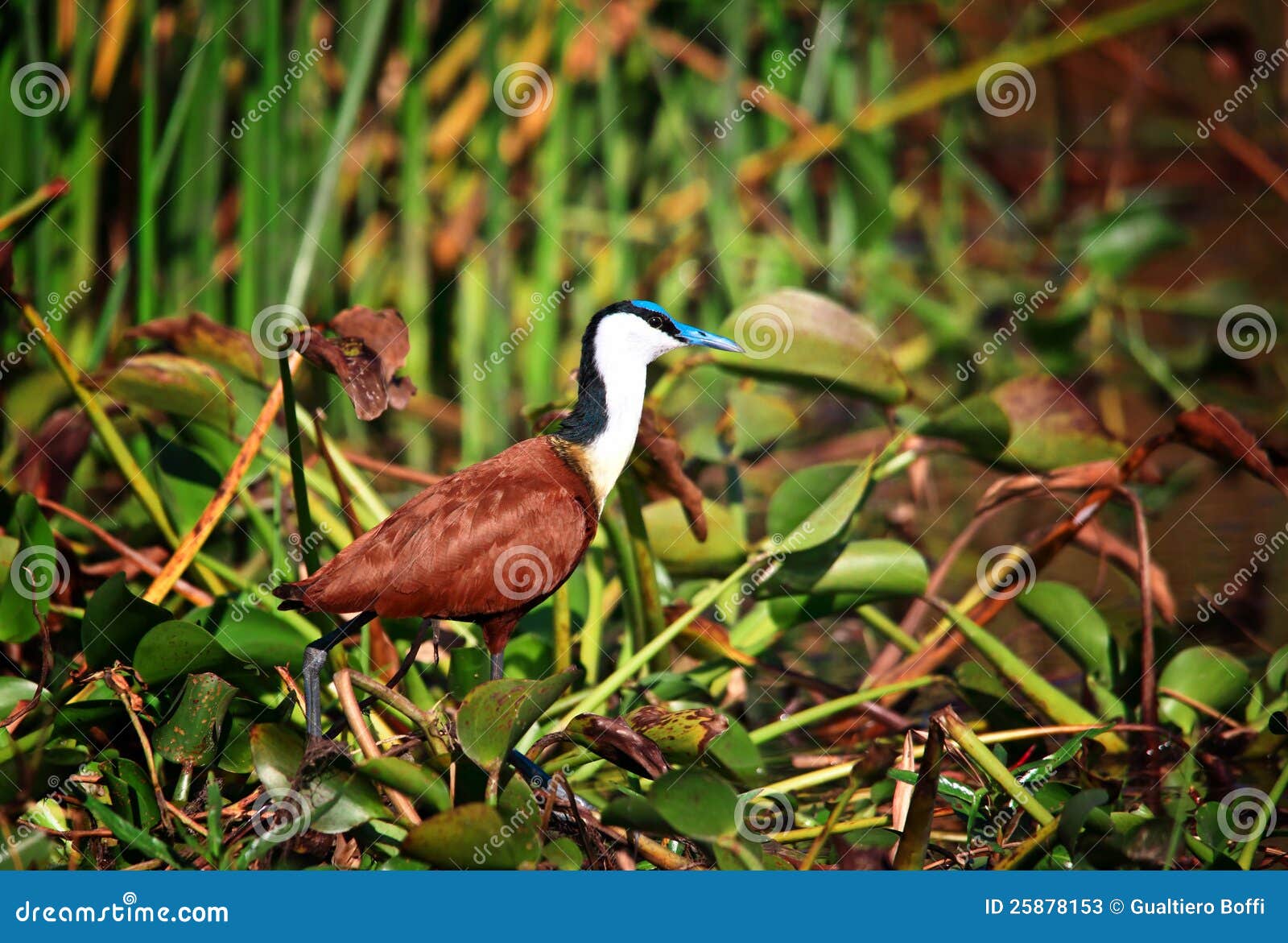 Bird in liwonde park stock image. Image of africa, head 25878153