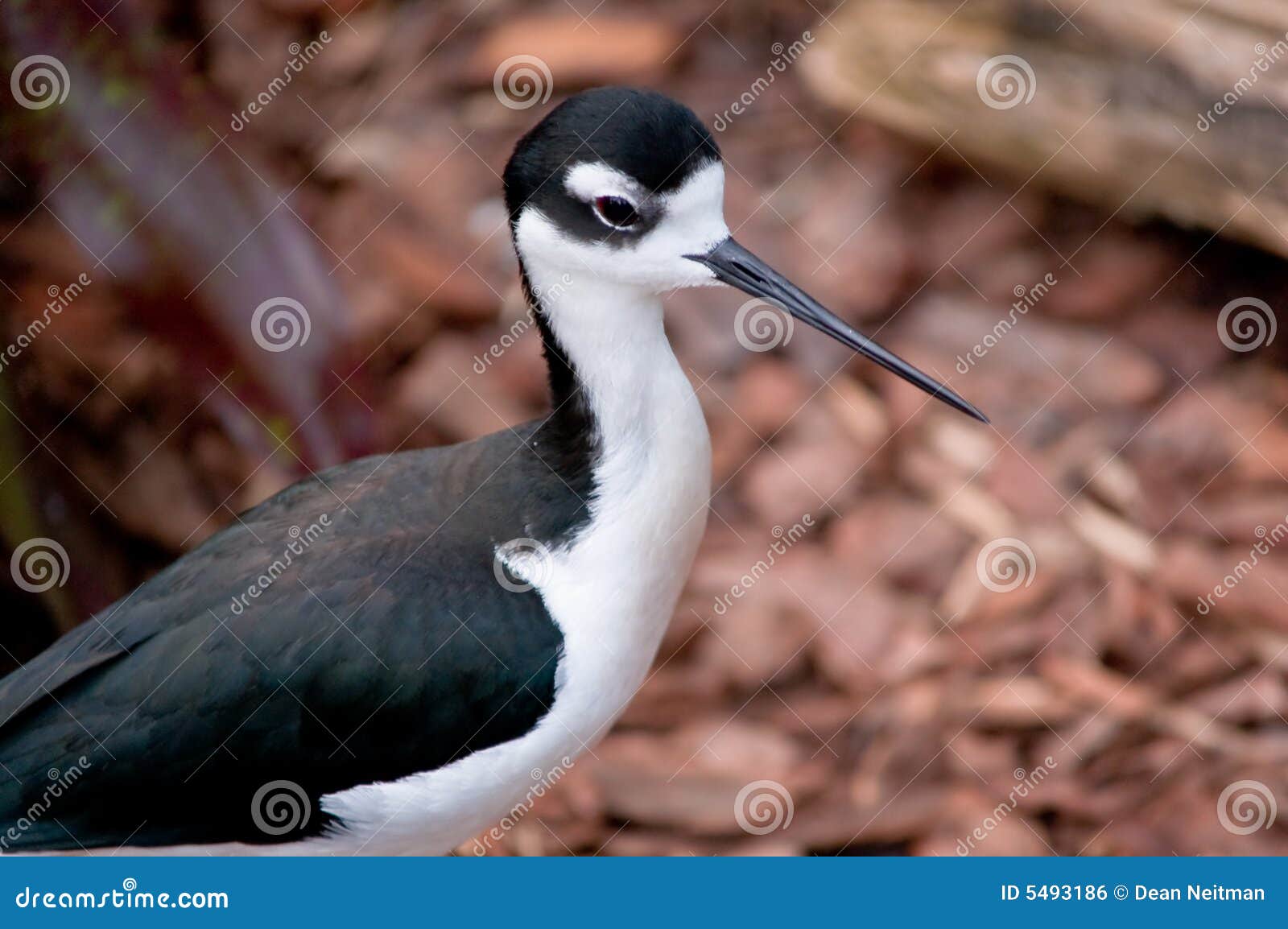 Bird with long beak stock photo. Image of outdoor, outdoors - 5493186