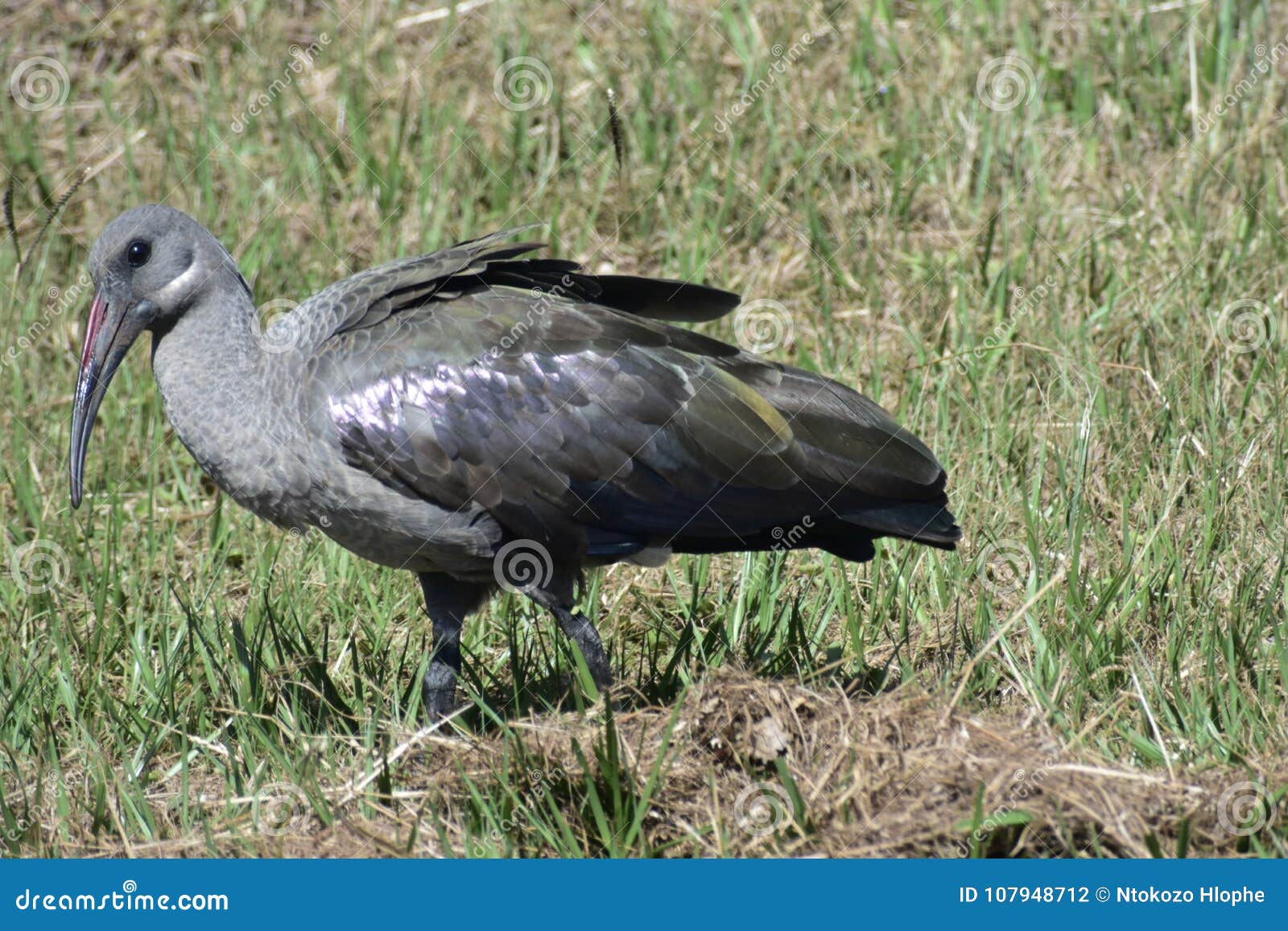 A Bird stock photo Image of wearing bird interesting 107948712 A Bird stock photo Image of wearing bird interesting 107948712