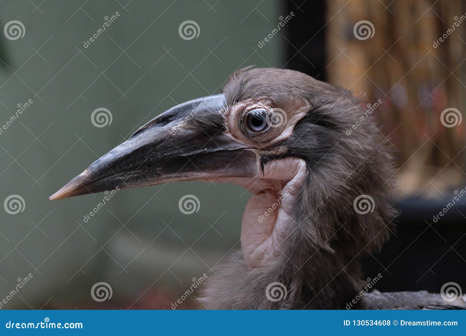 A bird with a long nose stock photo. Image of moscow 130534608