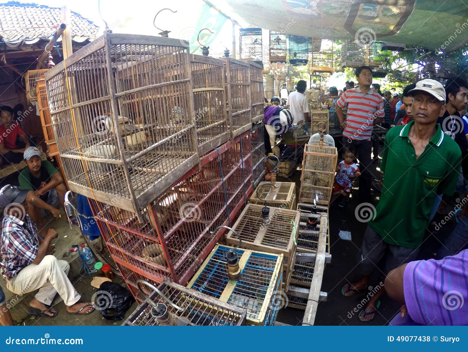 Bird market editorial stock photo. Image of market, birds - 49077438