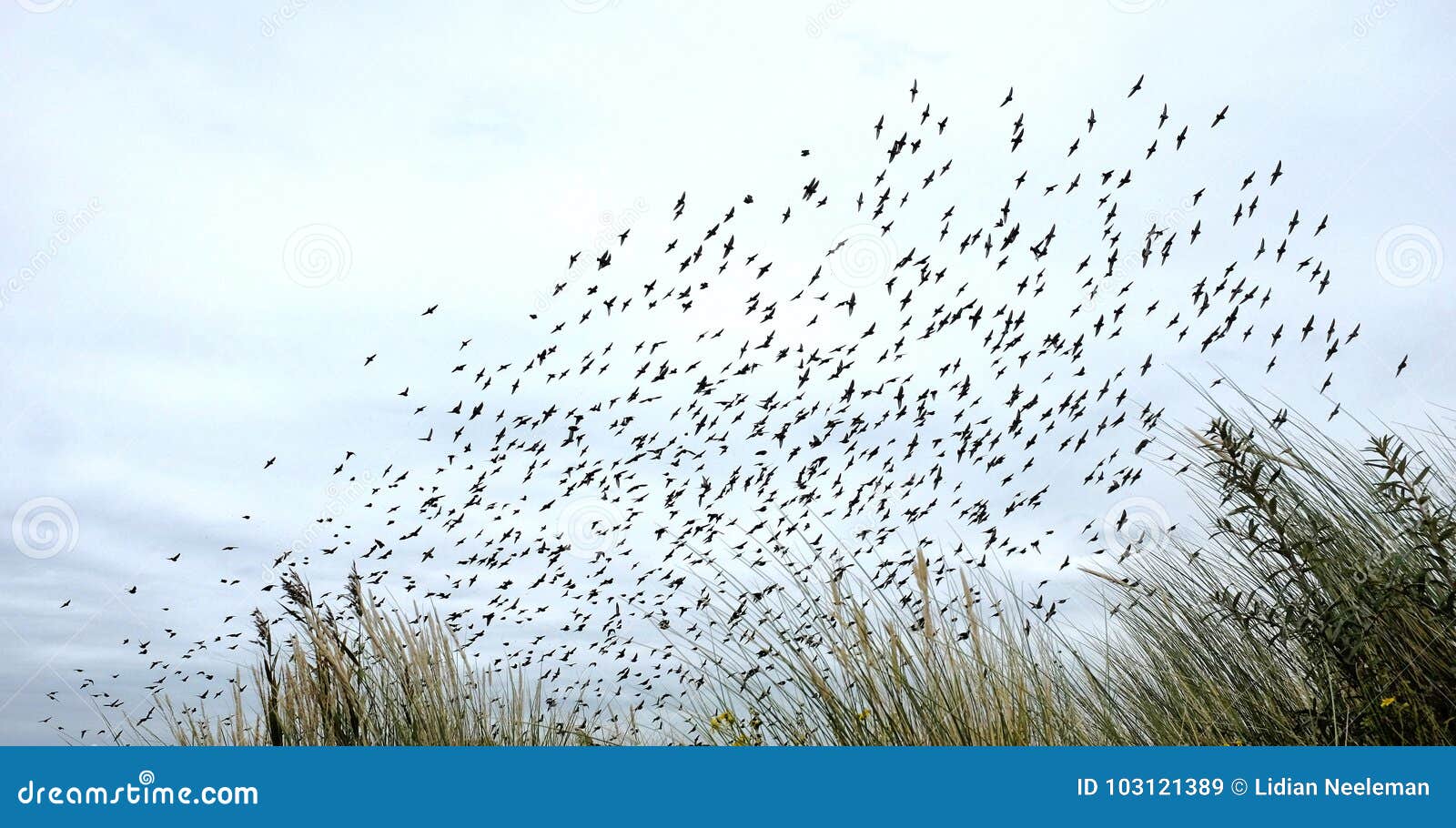 bird migration in dunes - netherlands