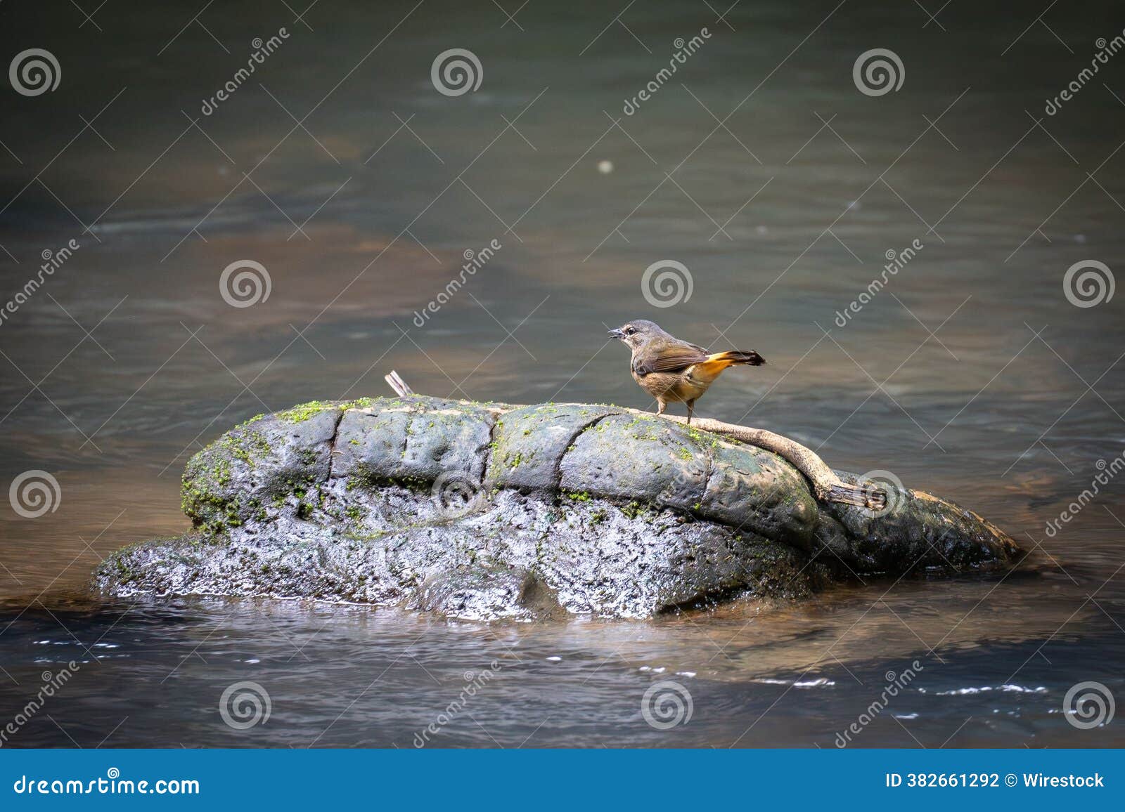 Close-up of puffin on sea rocks covered in bright green moss growing Stock  Photo - Alamy, image size:1600x1156