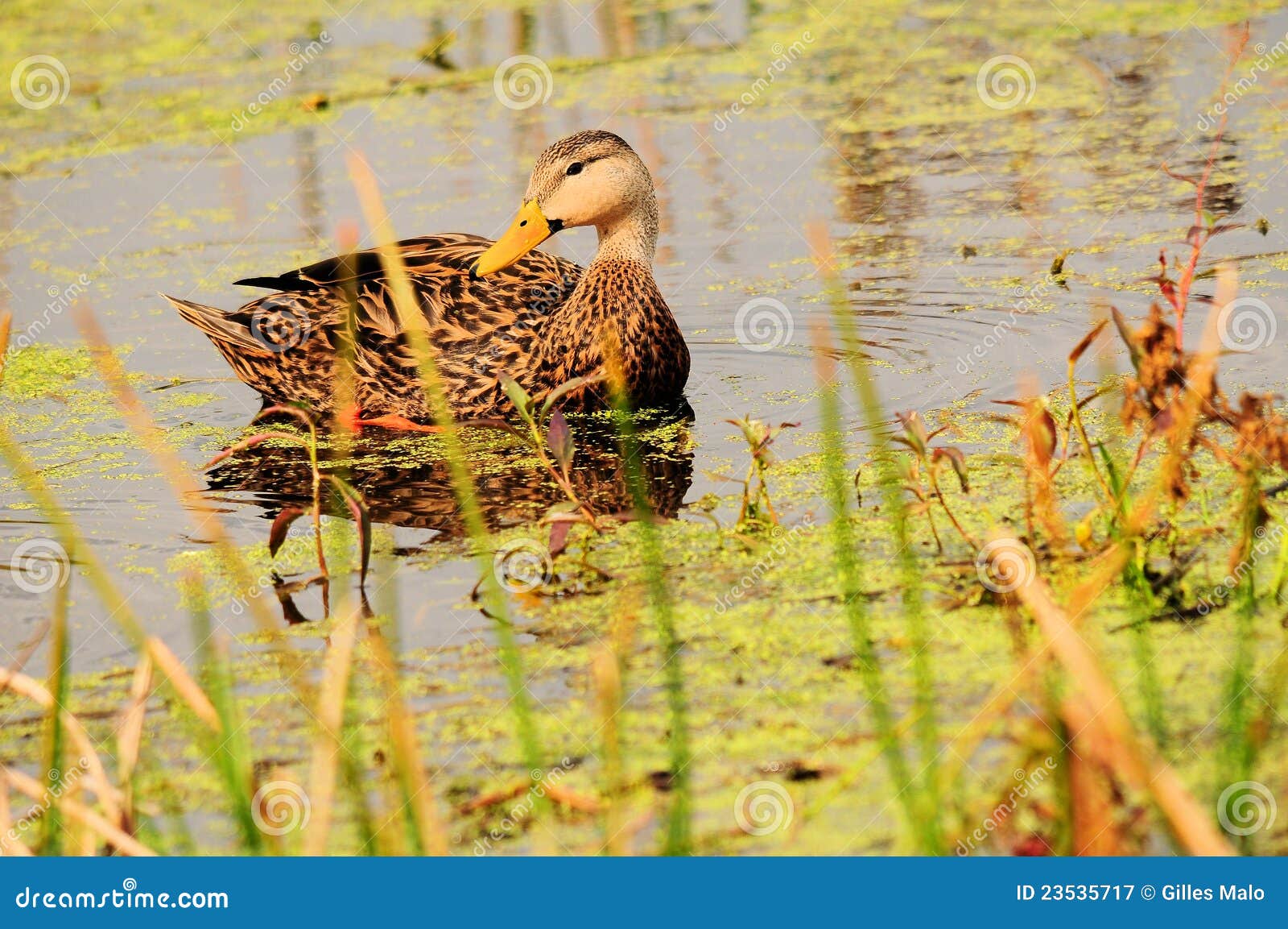 Bird Mottled Duck in Duckweed Stock Image Image of outdoor, brown