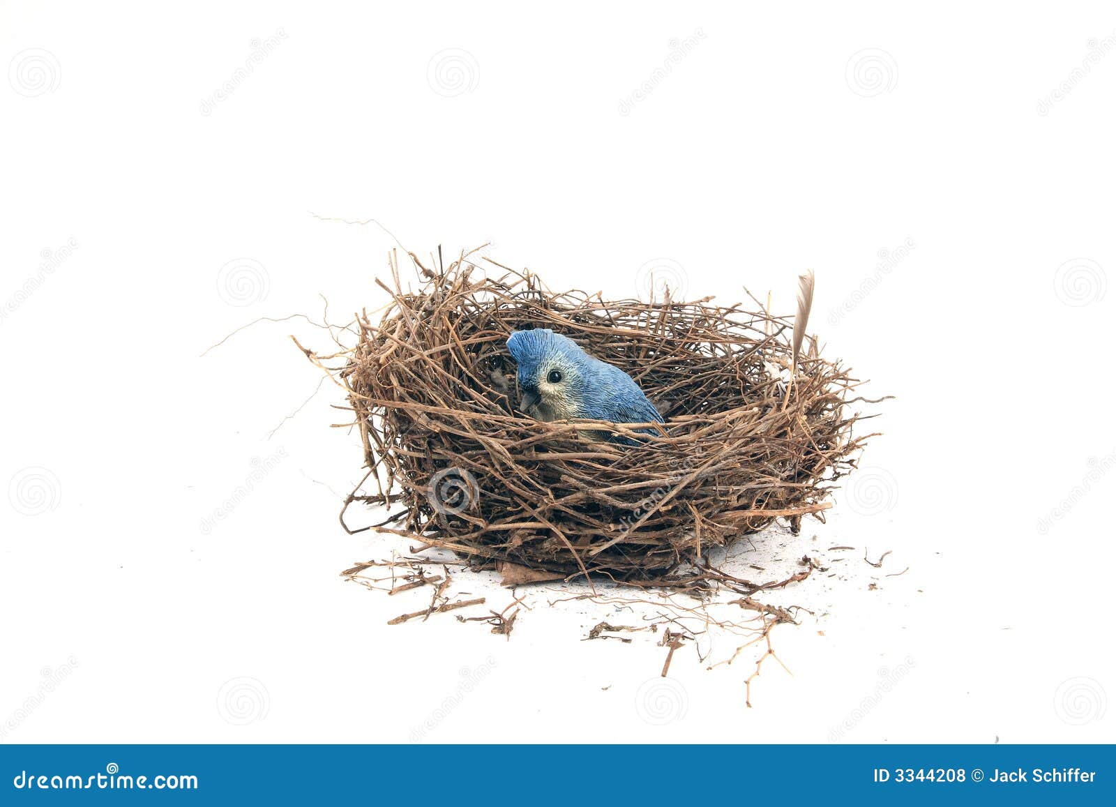 bird nest