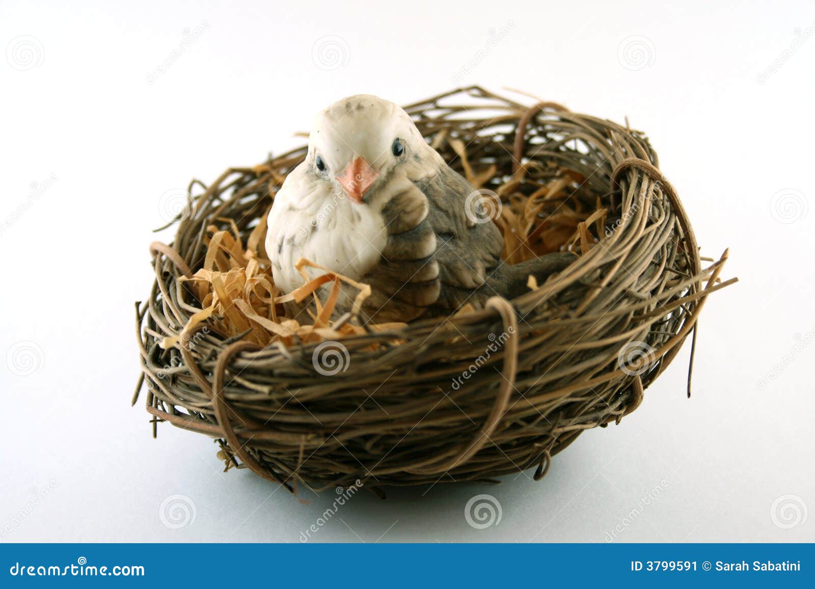 Zeestraat Sneeuwwitje Neem een ​​bad Bird in Nest stock image. Image of cold, winter, chilly - 3799591
