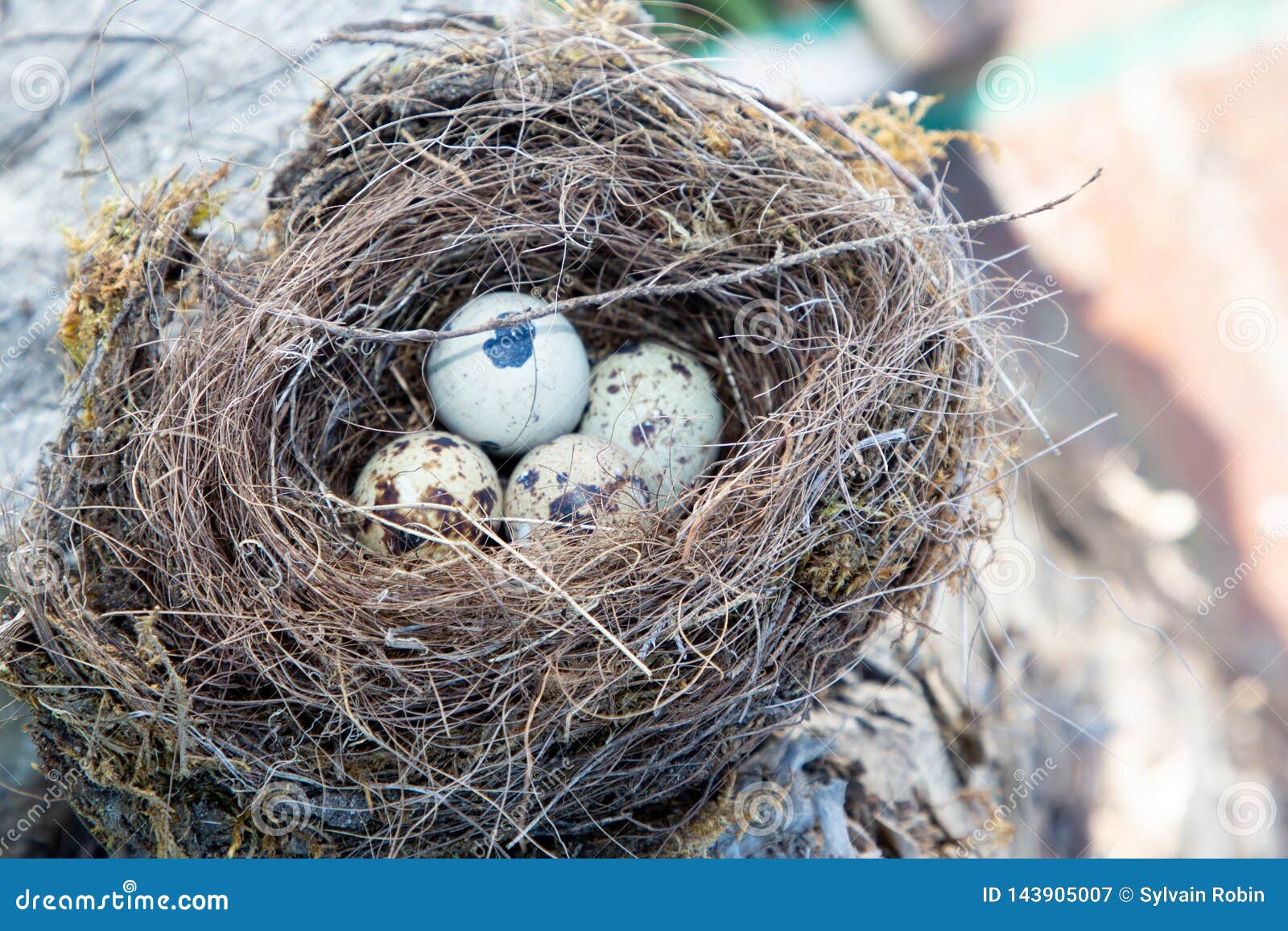 Bird Nest with Blue Eggs in Tree Stock Image Image of brown, life