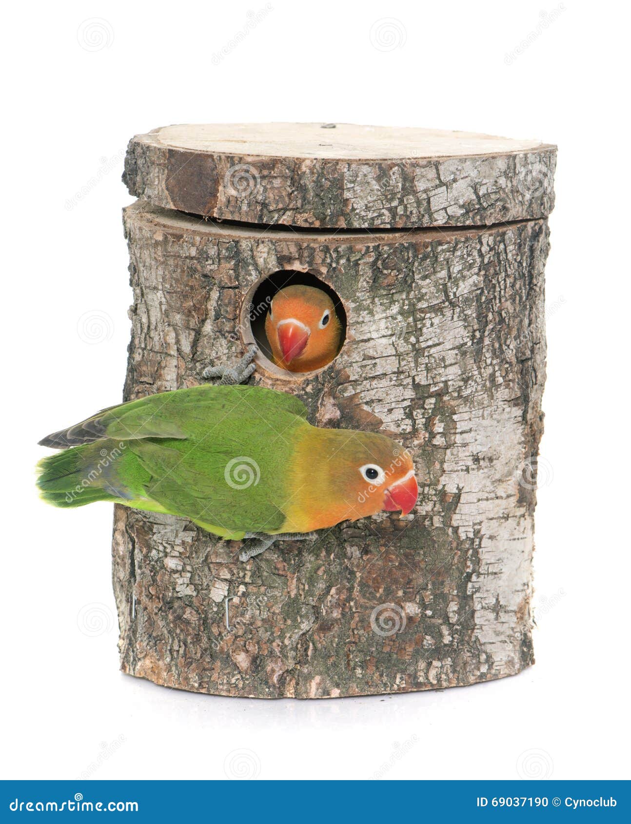 Bird nest box and lovebird stock photo. Image of couple 69037190