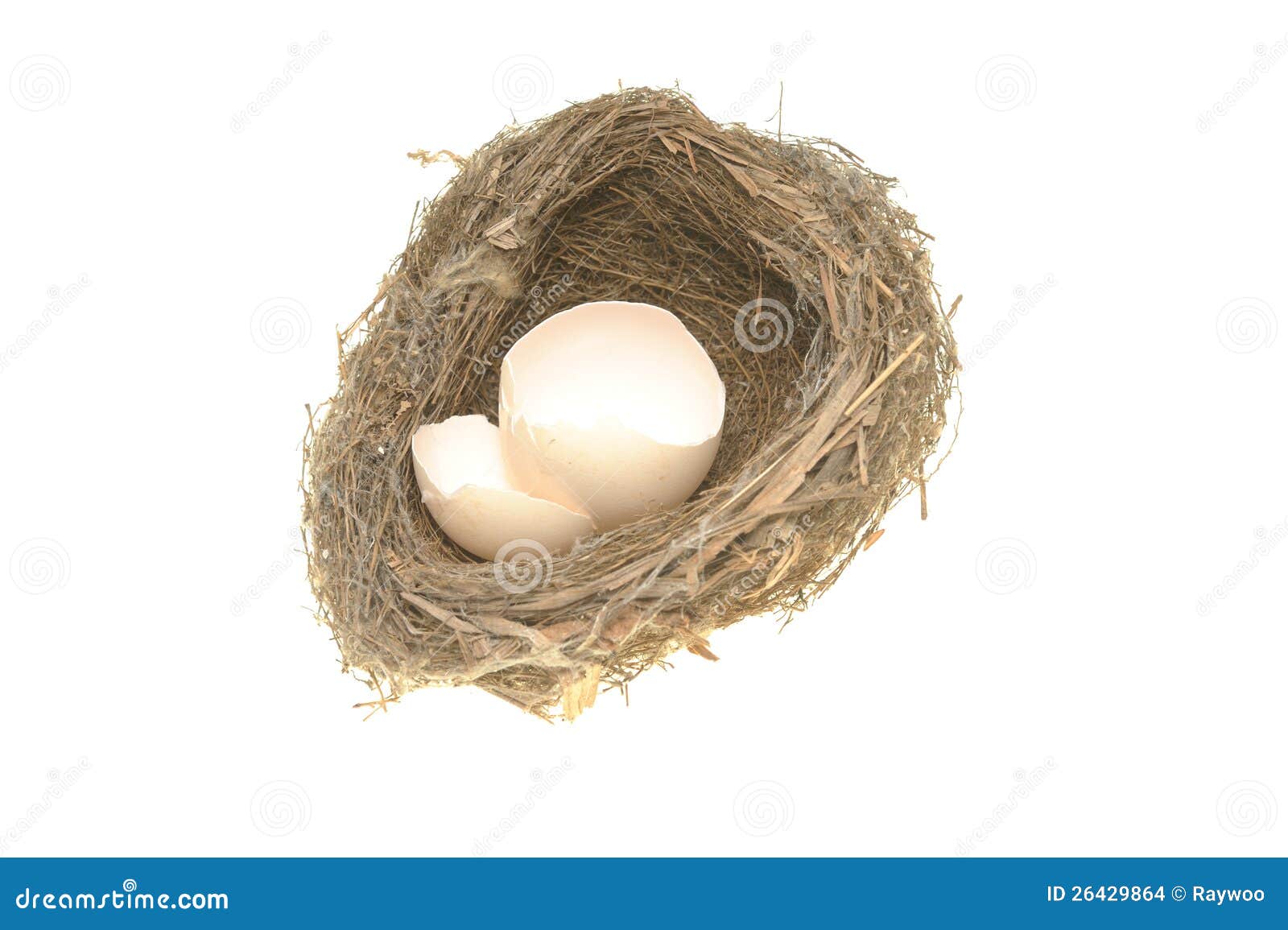 Bird Nest and Broken Egg Shells Stock Photo Image of avian, nature