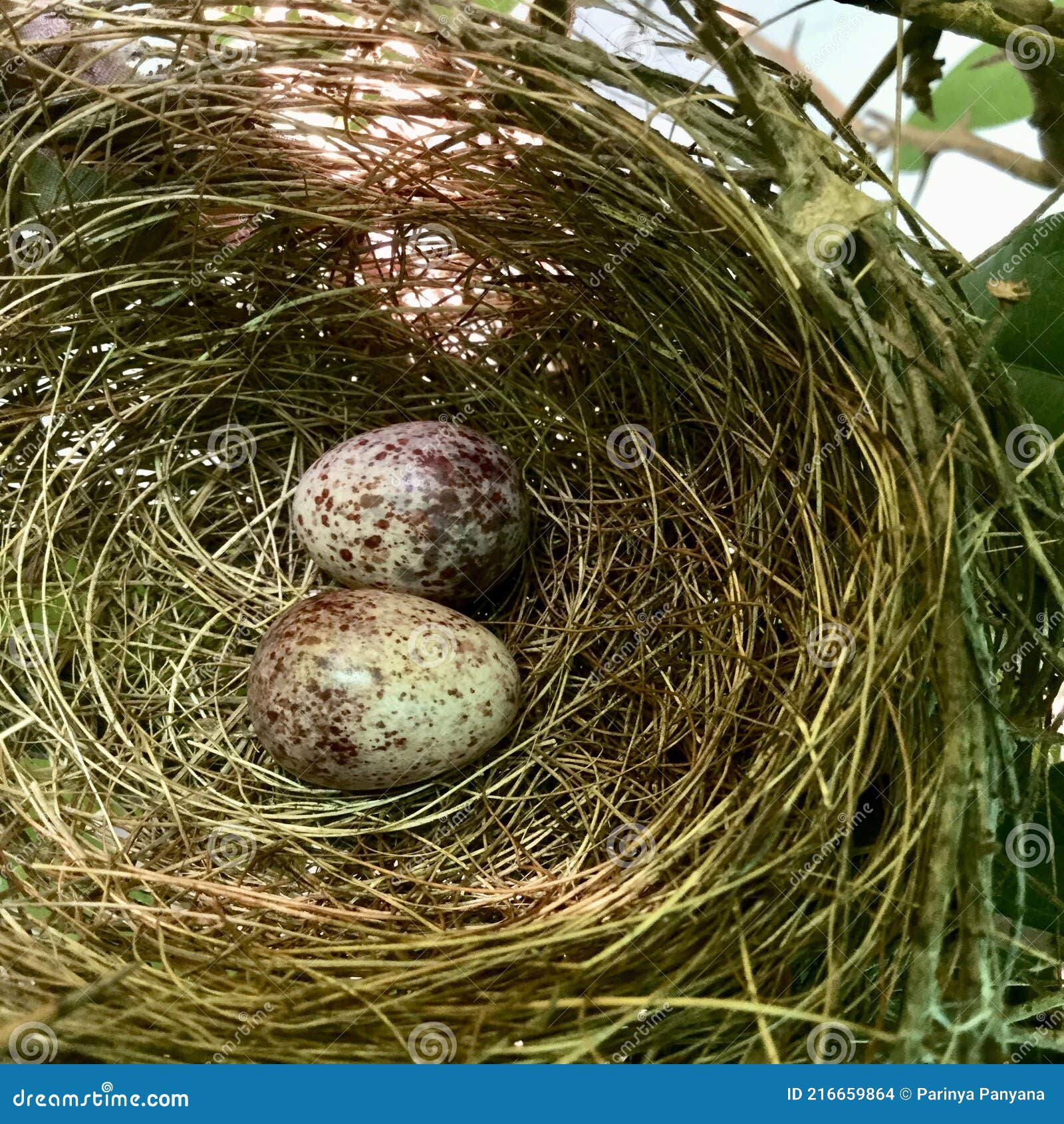 Bird Nest Eggs Brown Bird Nest Stock Photo Image of bird, grass