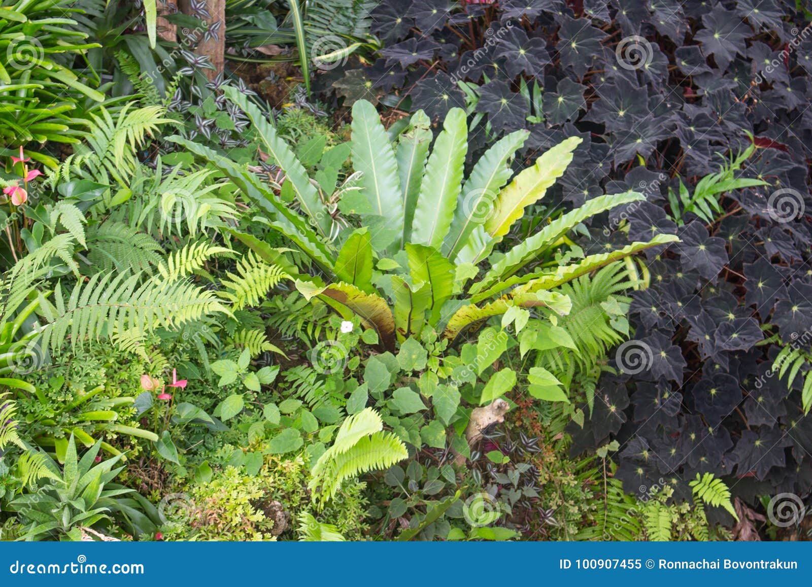 Bird Nest Fern in the Natural Park Stock Image Image of color