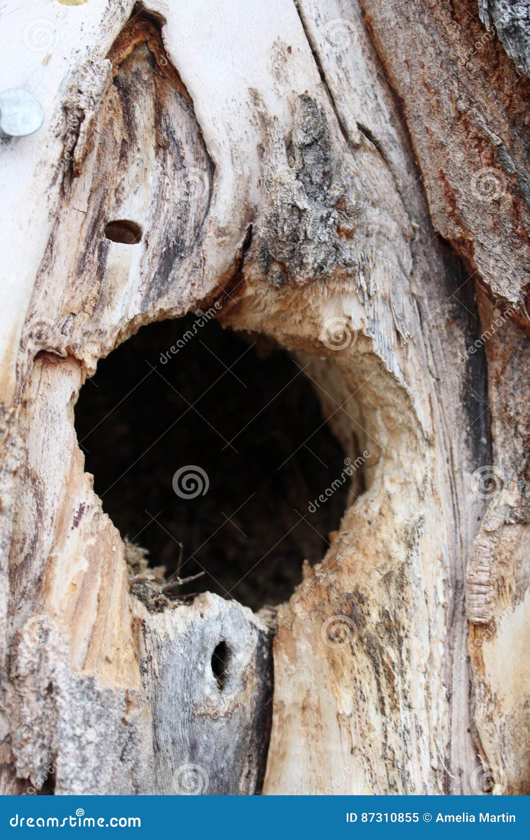 Bird Nest Hole Inside a Spruce Tree Stock Image - Image of america