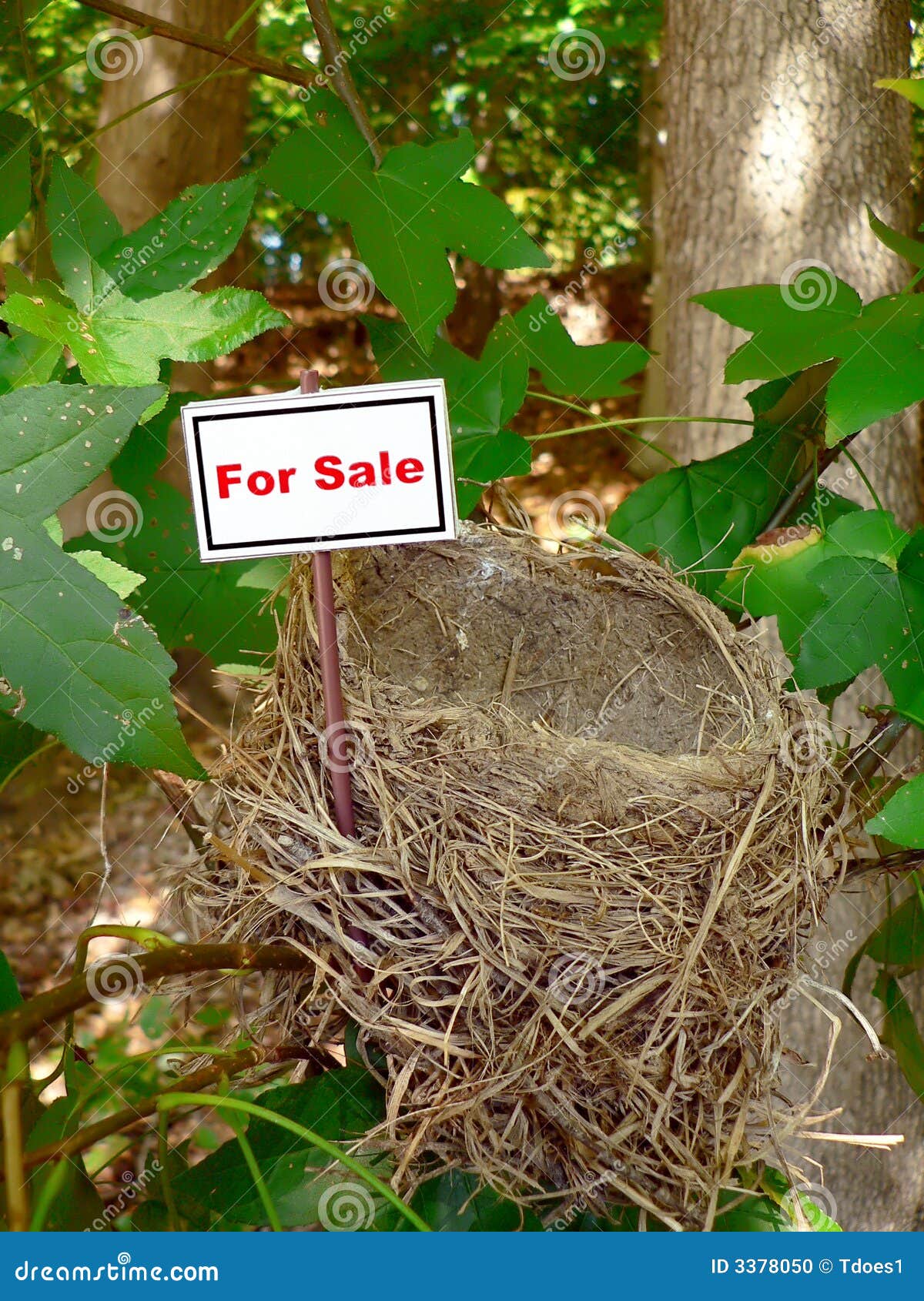 Bird nest real estate 5 stock photo. Image of springtime 3378050