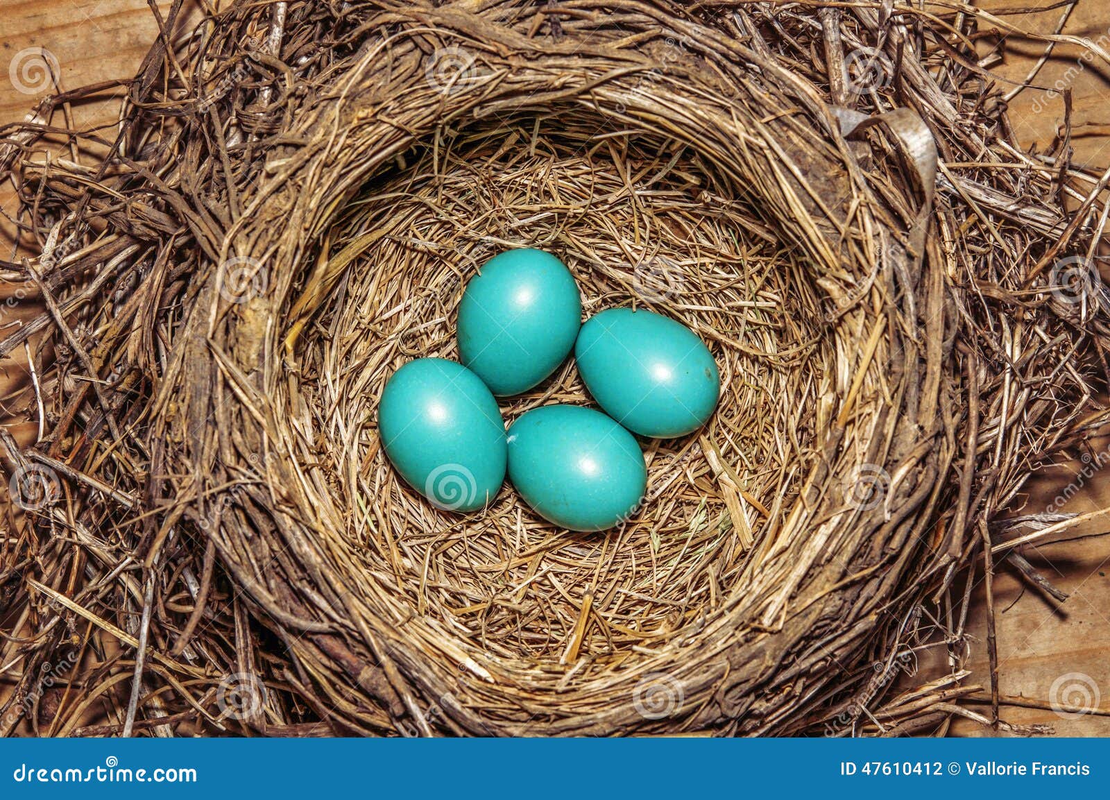 Bird nest robin eggs stock photo. Image of bird, detailed 47610412