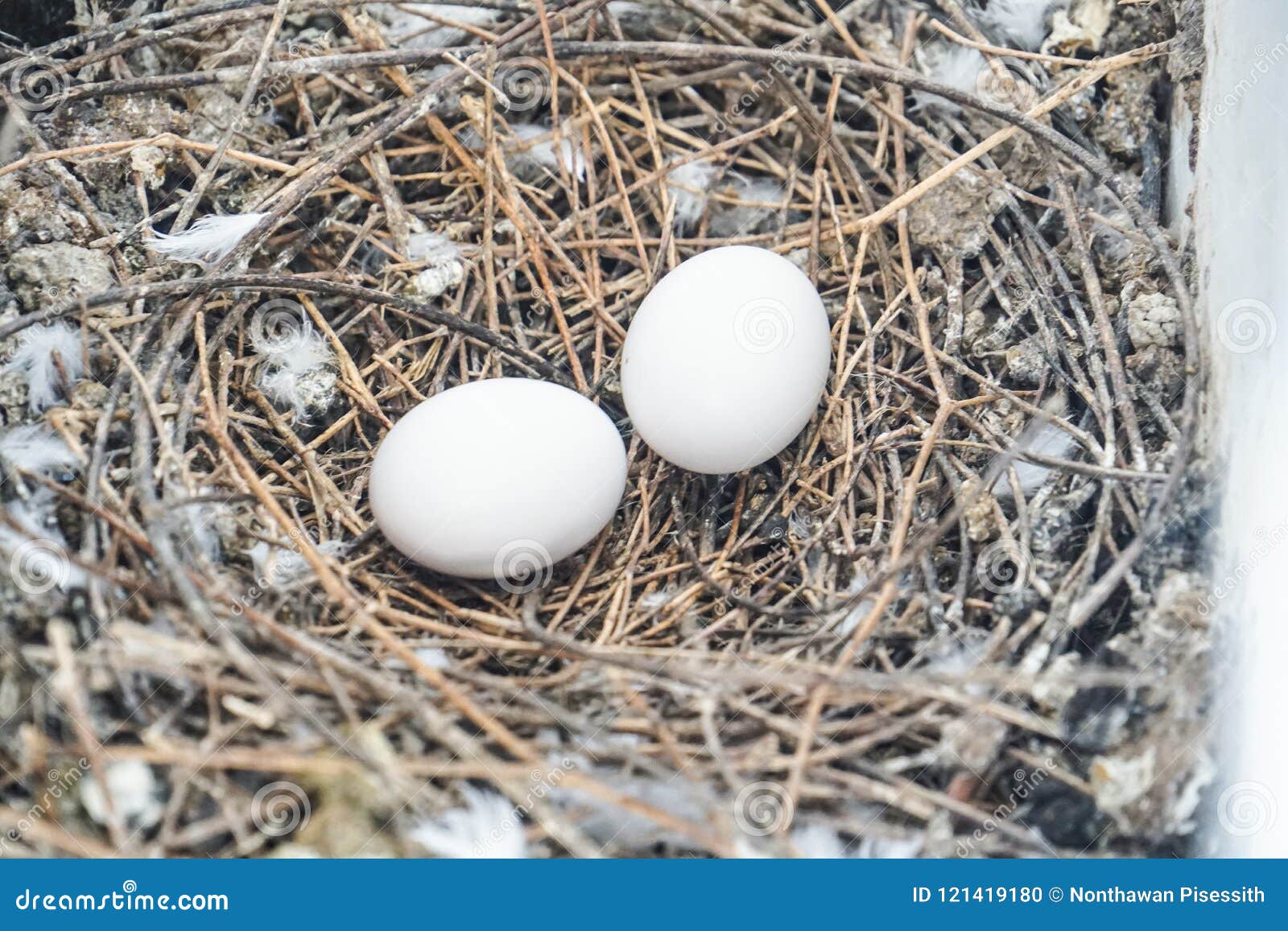 Bird Nest White Pigeon Dove Eggs Lay on the Nest Stock Photo Image of
