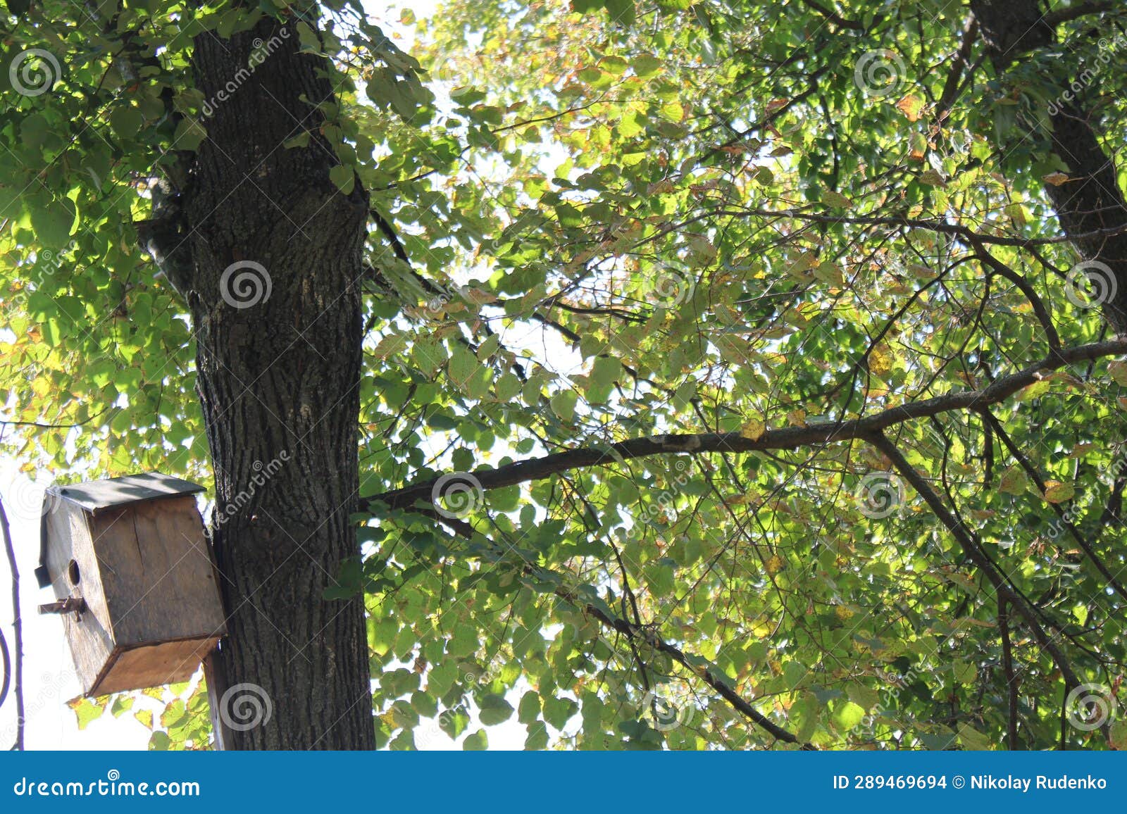 Bird nesting box stock photo. Image of nature, plant 289469694