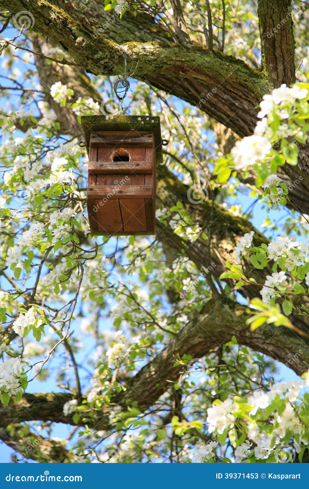 Bird Nesting House in a Tree Stock Image Image of plant, hanging