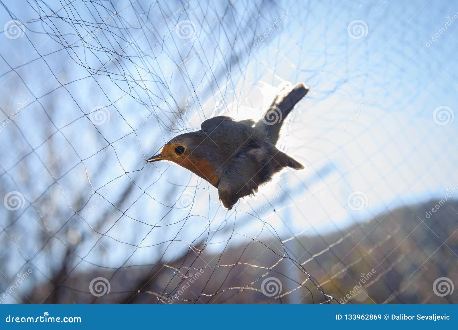 2,283 Bird Catching Net Royalty-Free Images, Stock Photos & Pictures