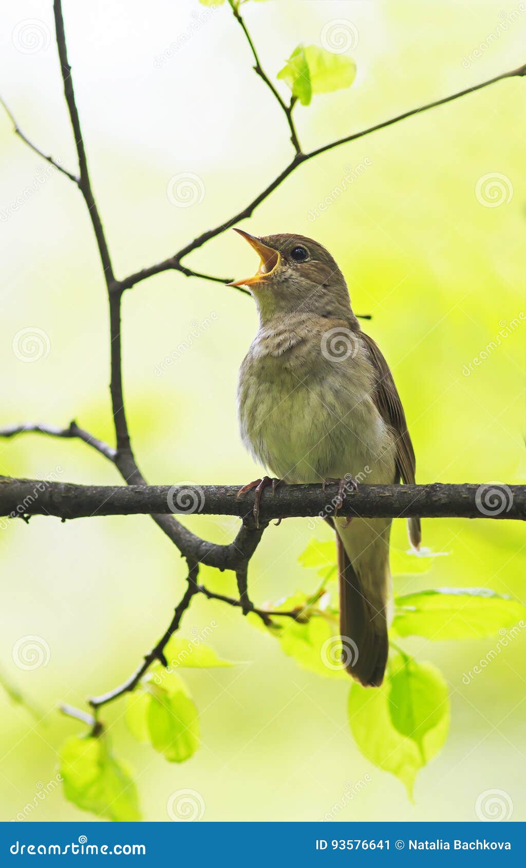 bird nightingale sing loudly in spring forest
