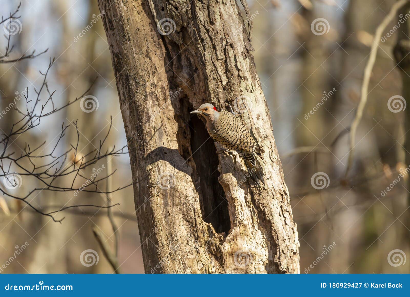 PARK  Spring Bird