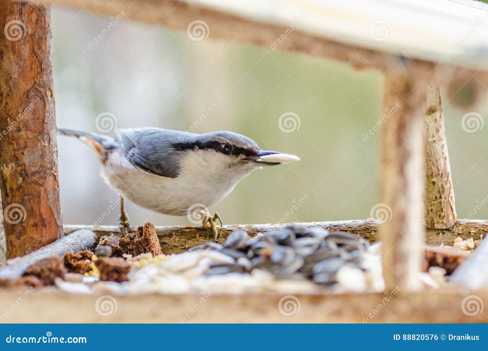 Bird, Nuthatch, Beak, Wings, Tail, Nature, Animals, Manger, Pen, Close-up  Stock Photo - Image of manger, neck: 88820576