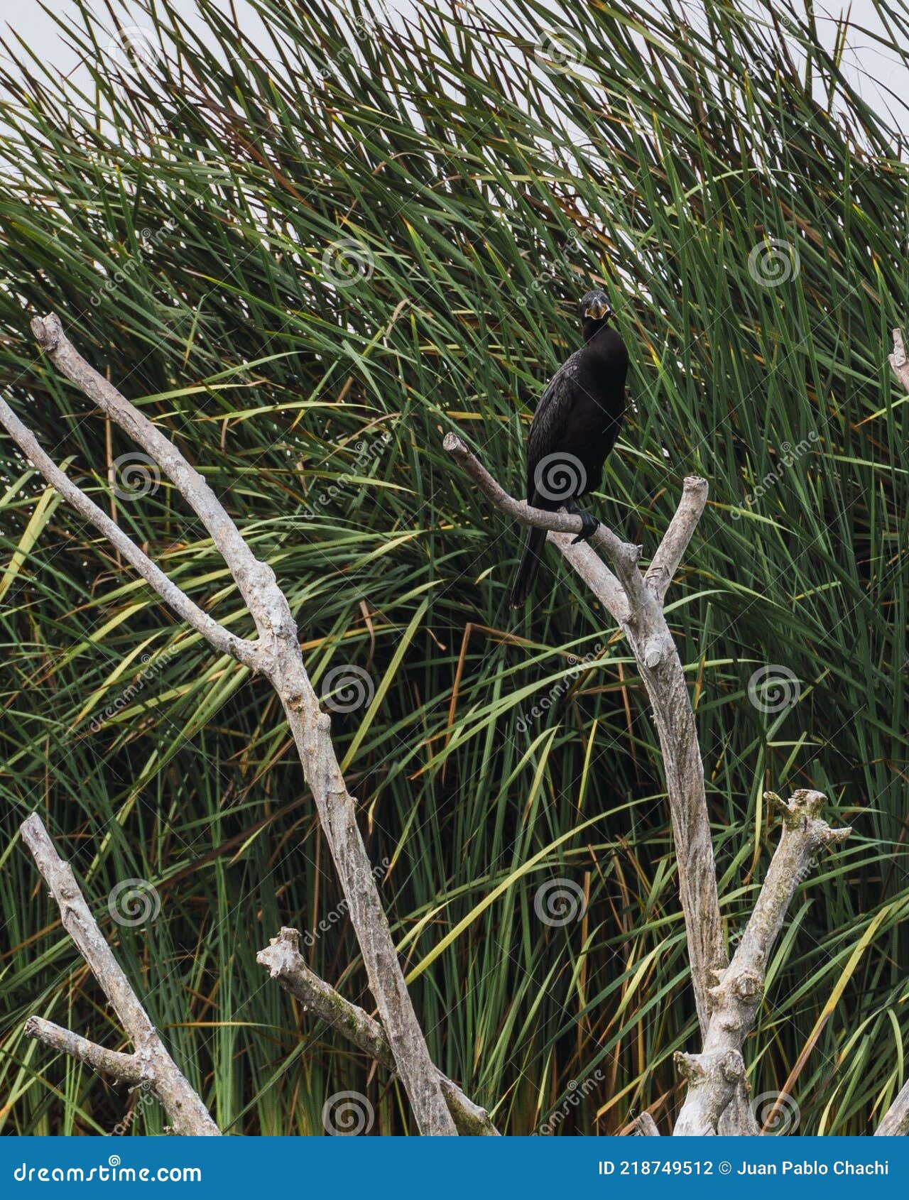 bird in pantanos de vila in lima peru