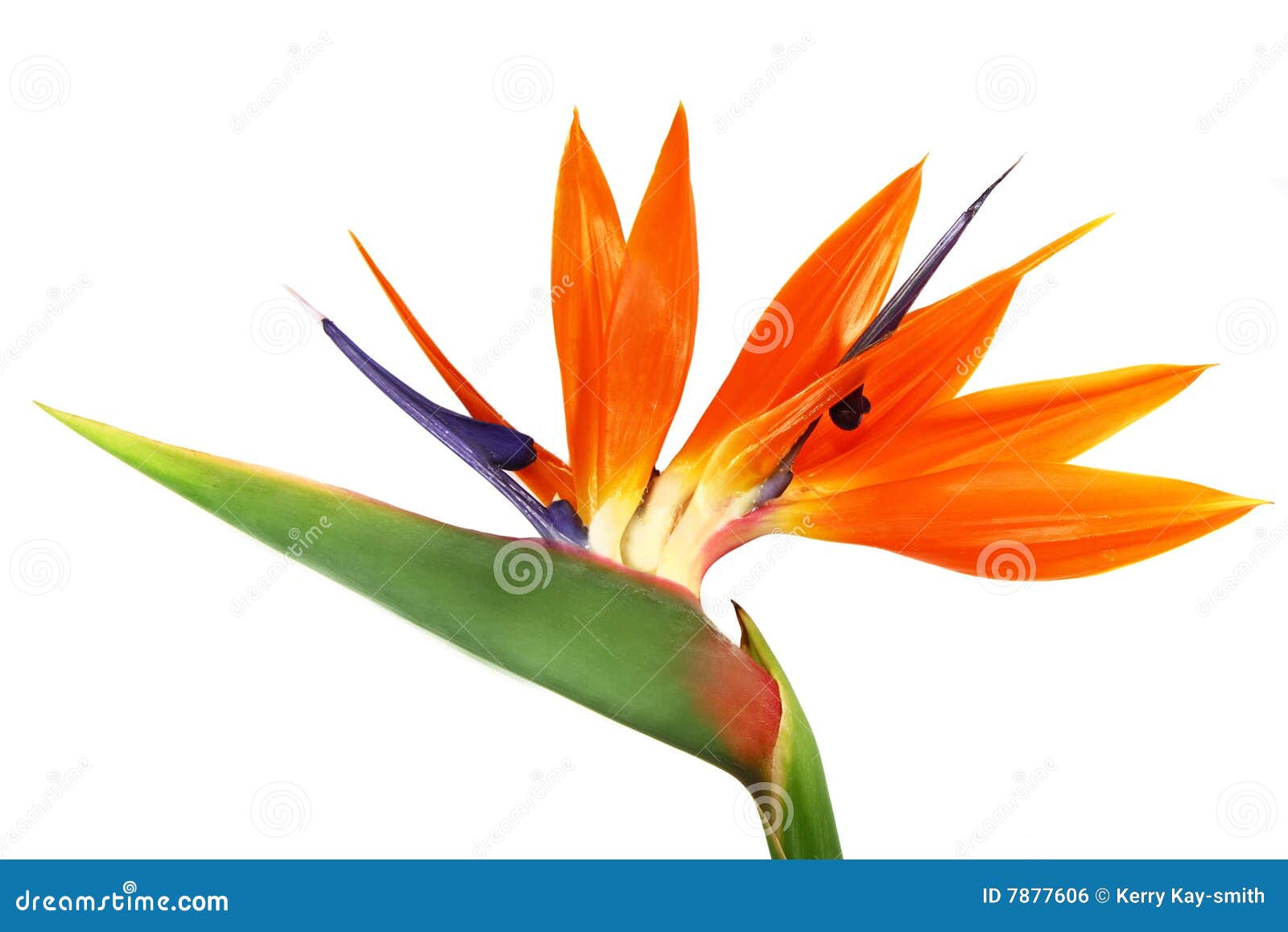 bird of paradise