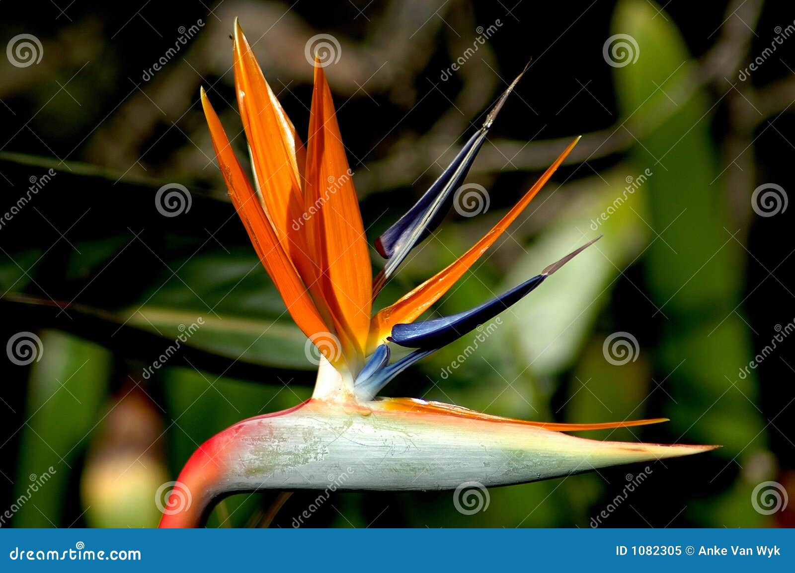 bird of paradise flower