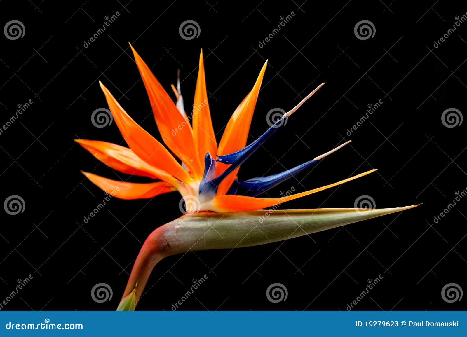 bird of paradise flower