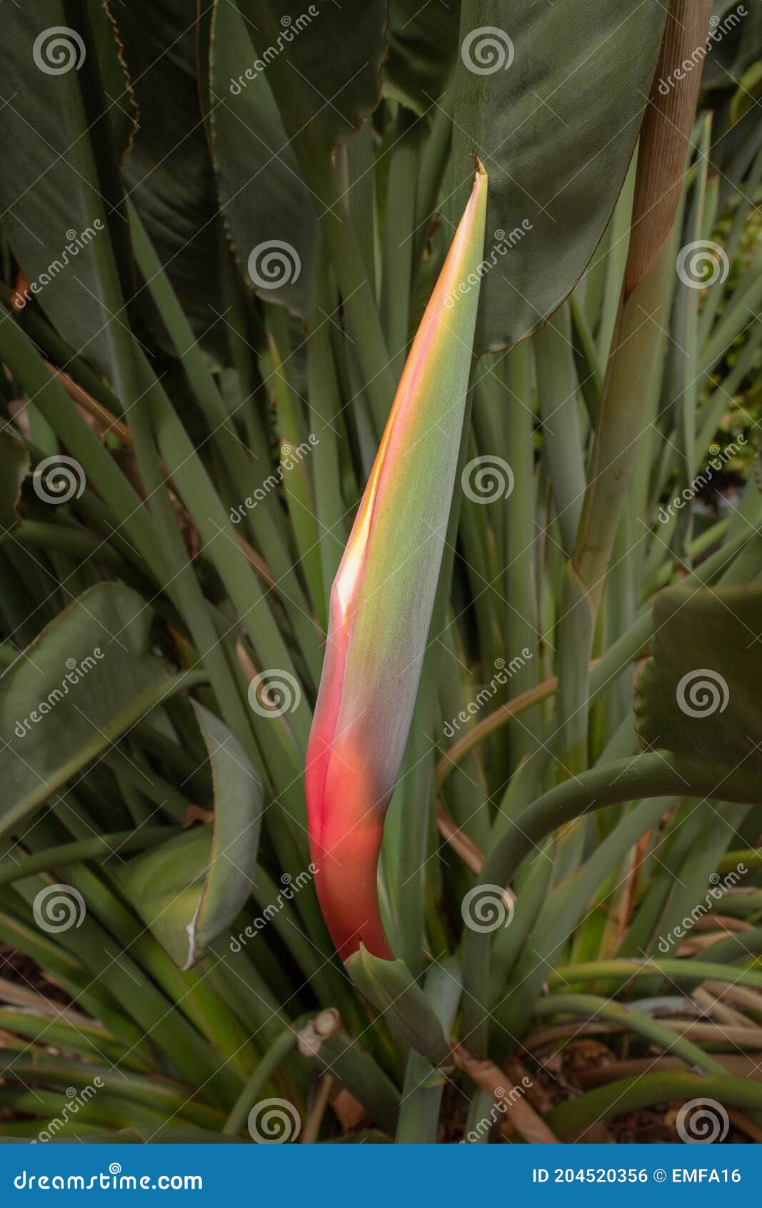 Bird of Paradise Flower Bud in Green Leaves Stock Photo - Image of stem ...