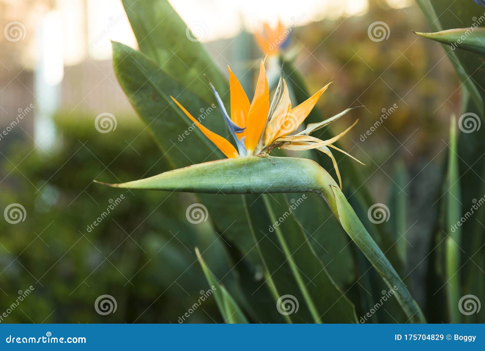 Bird of paradise flower stock image. Image of flower 175704829