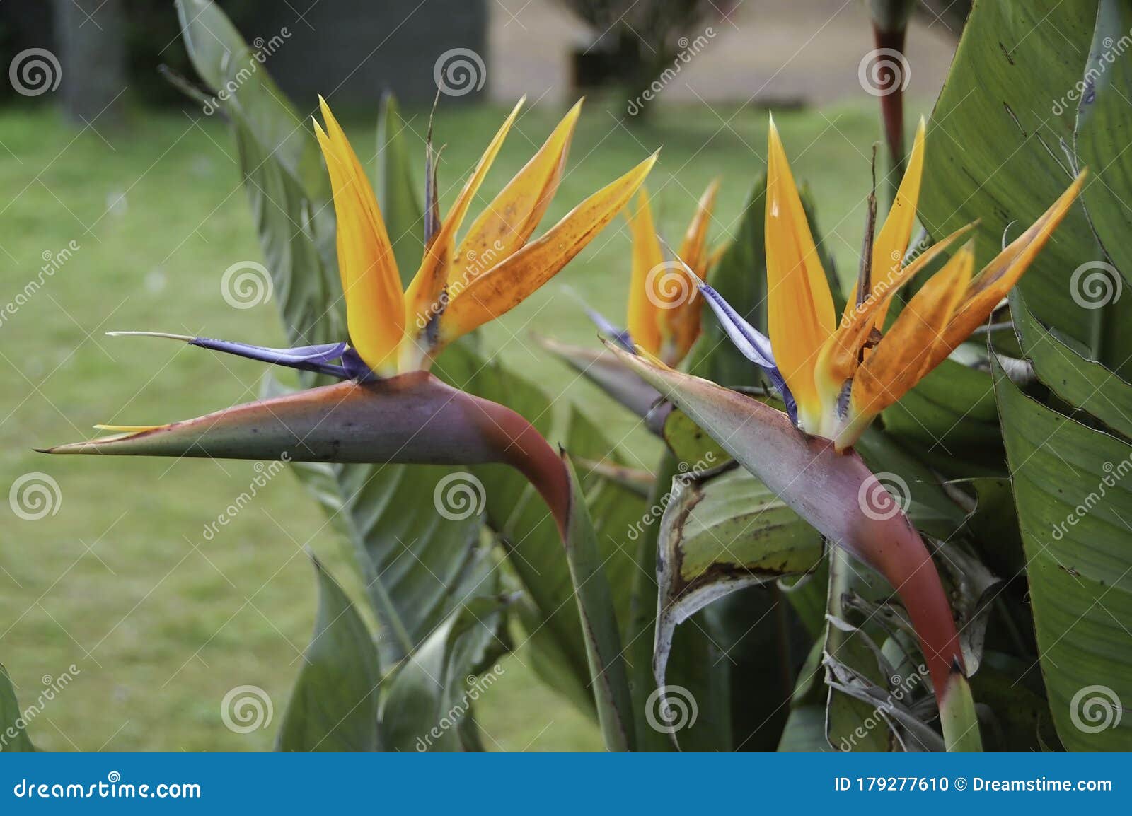 Bird of Paradise Flower, Estrelitzia, Estrelicia, Bird Flower, Fire Birds, Flower, Bird Flower. Azores Flower Typical of Stock Photo - Image of atlantic, europe: 179277610