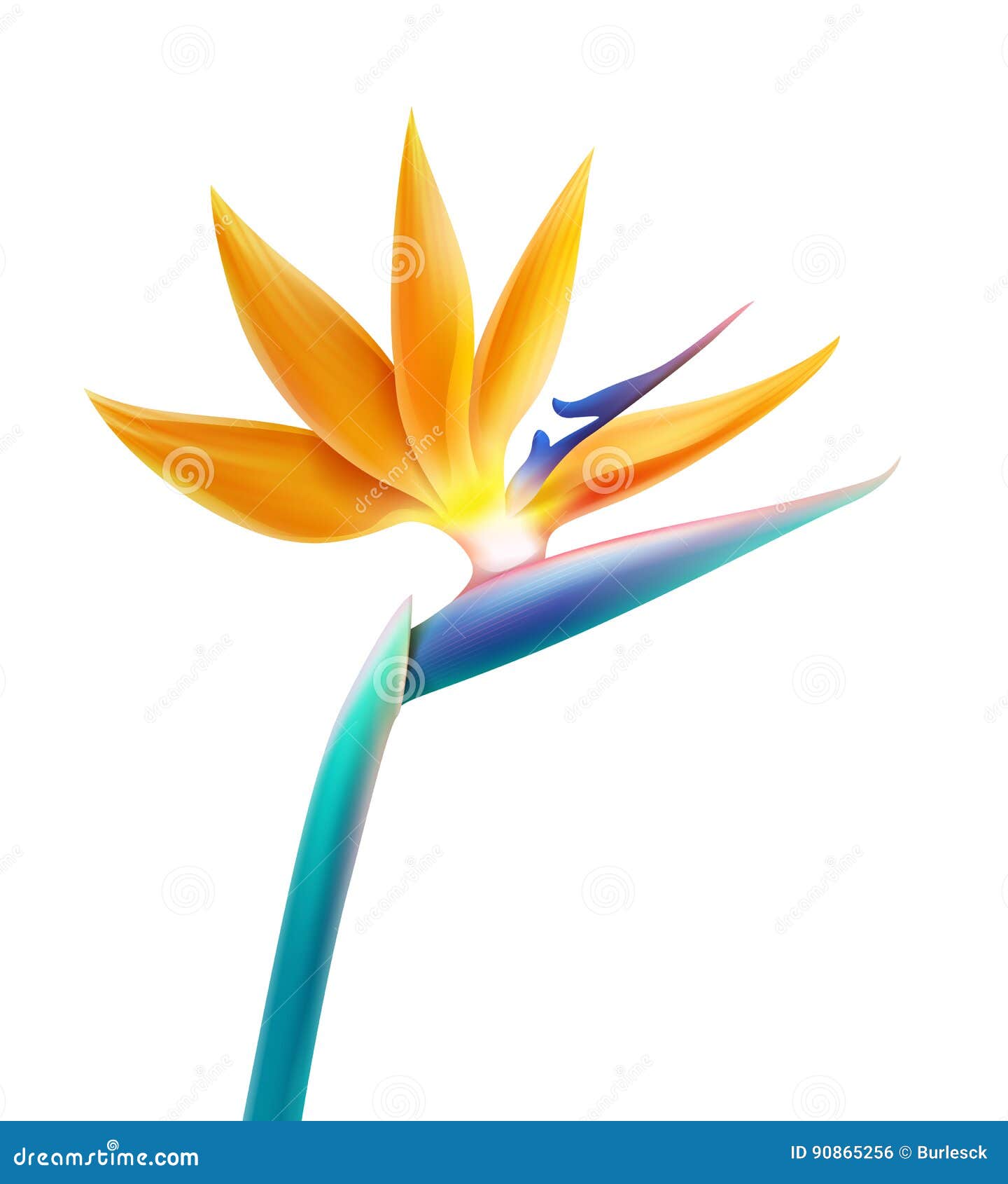 bird of paradise flower