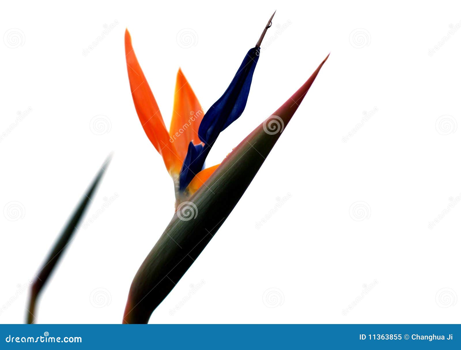 Bird of paradise flower with white background. A picture of 2 bird of paradise flowers with white background.