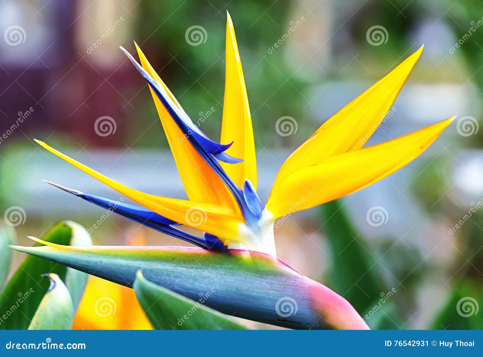 The Bird of Paradise Flowers Stock Image Image of lapse, flowers