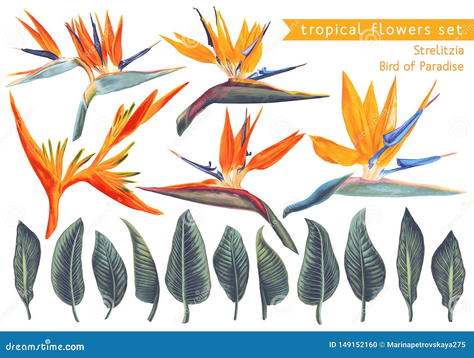 , set of strelitzia reginae, tropical flowers and leaves.