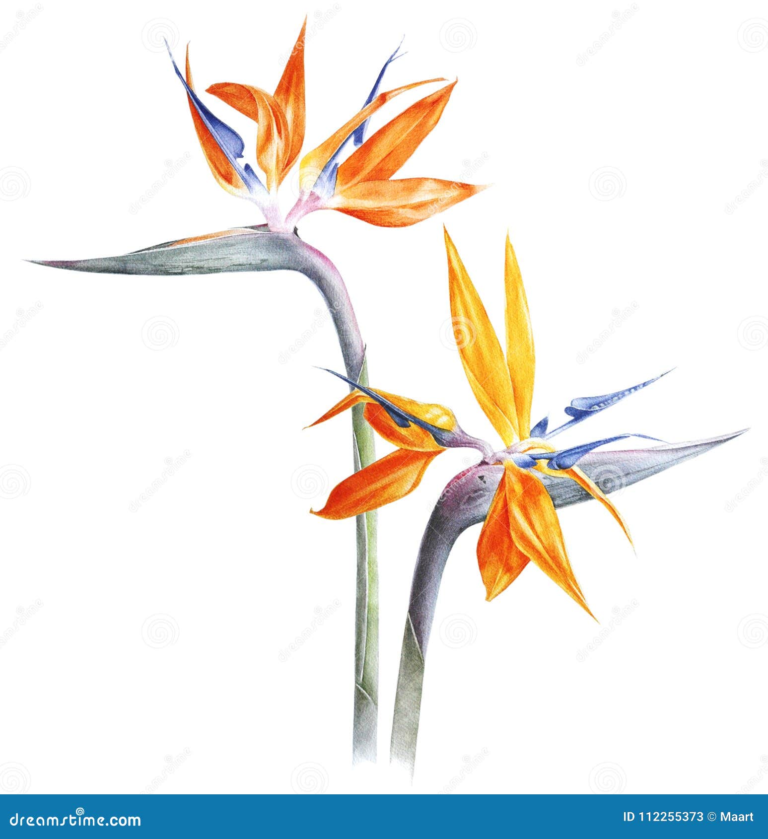 bird of paradise - strelitzia - flower watercolor