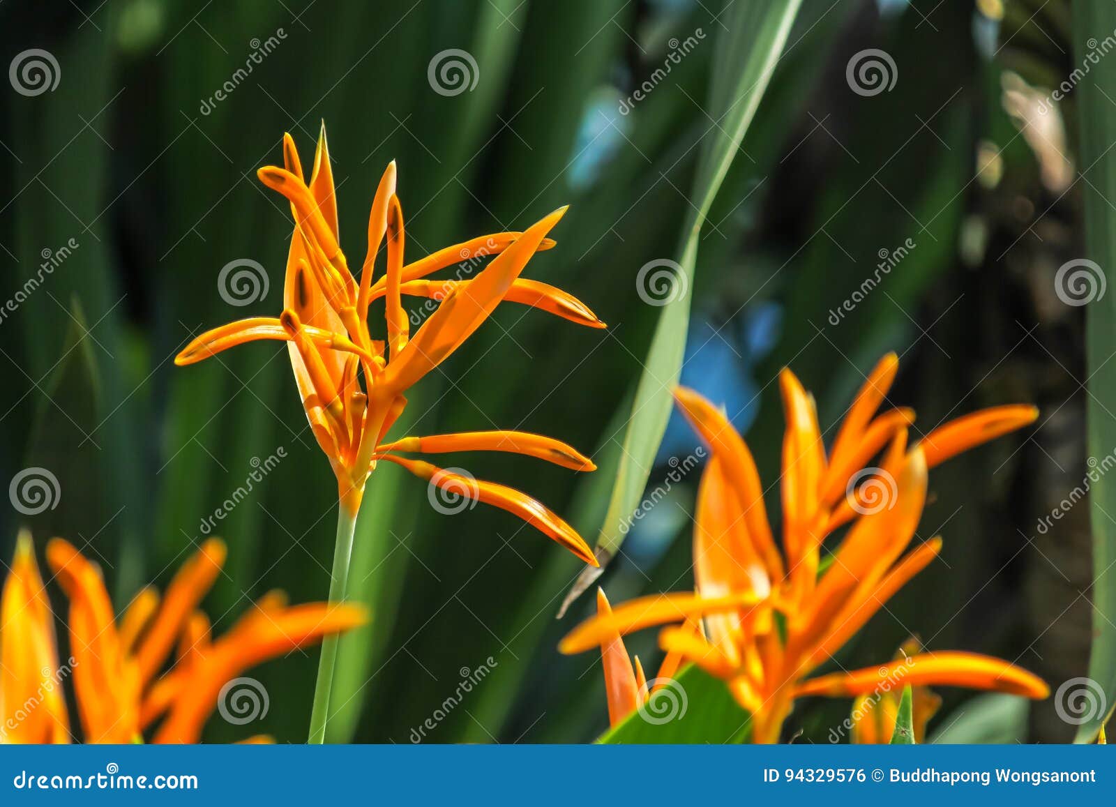 Bird of Paradise Yellow Flowers with a Dark Green Leaf Background in a ...