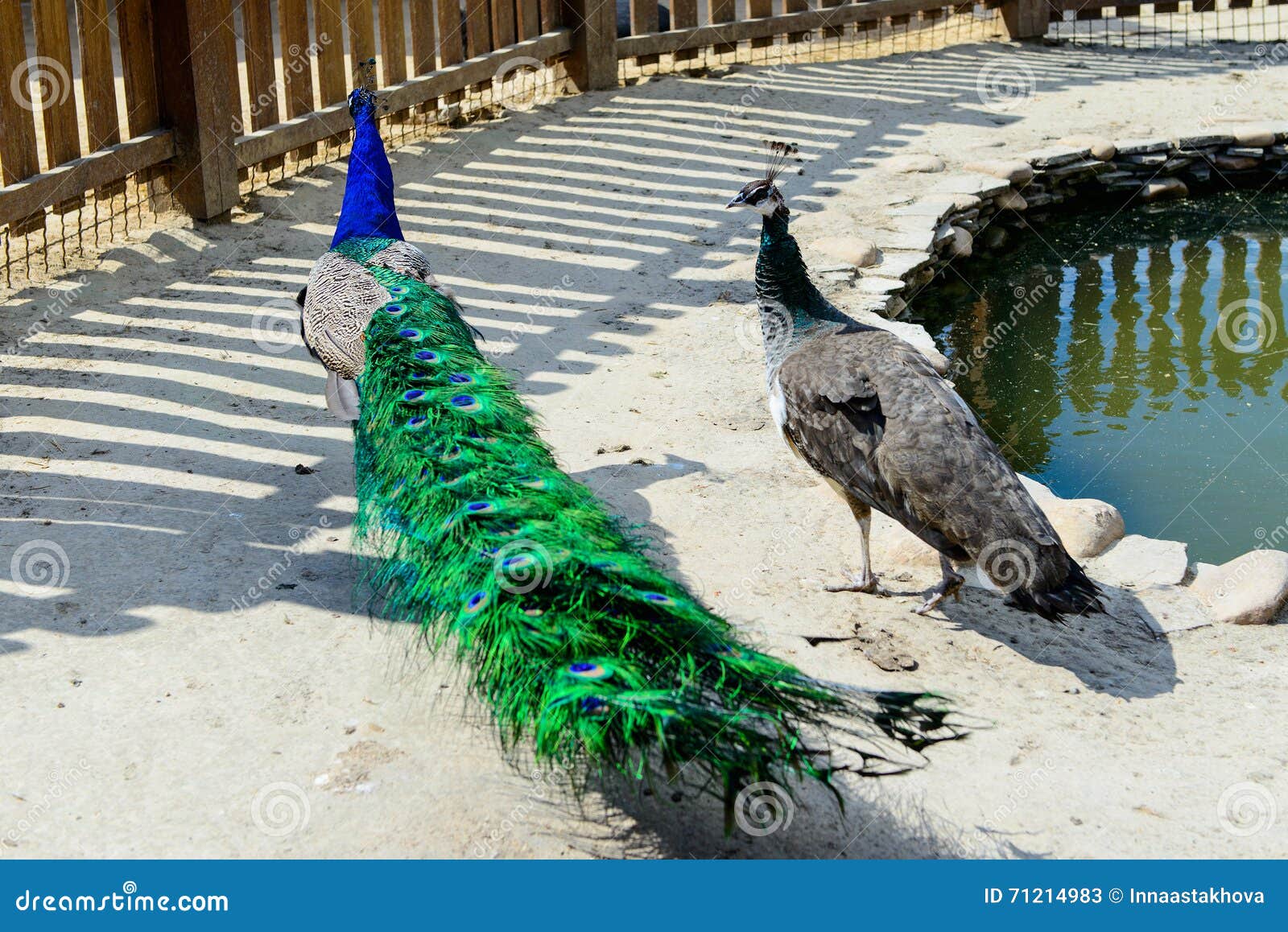 736 Peacock Couple Photos Free & RoyaltyFree Stock Photos from