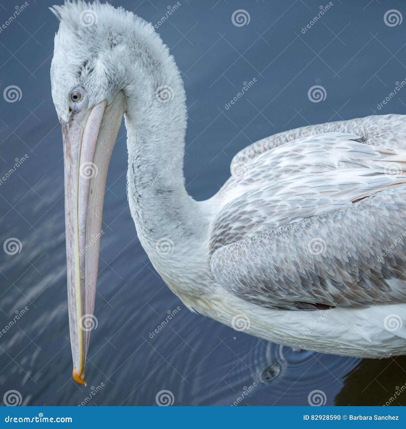 bird pelican head, texture,