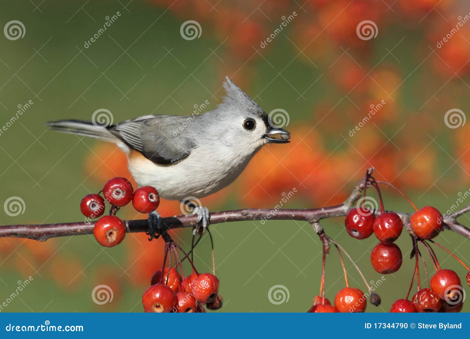 Bird on a Perch with Cherries Stock Photo Image of cherry, baeolophus