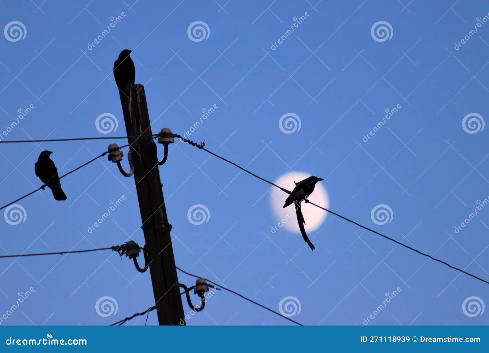 A Bird Perches on a Wire with a Moon in the Background,creating a